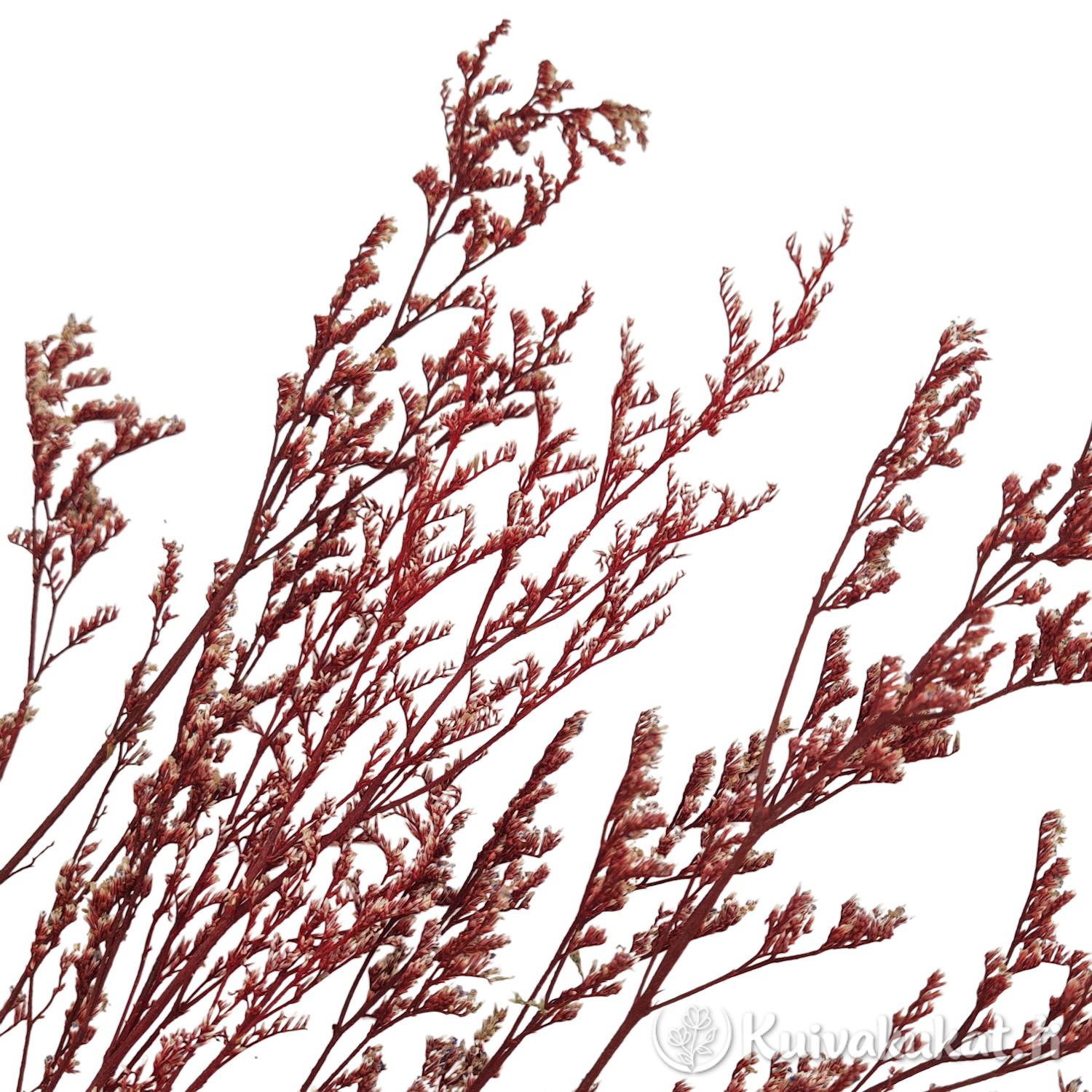 Stabiloitu lankaikiviuhko Limonium bellidifolium mahonki lähikuva oksista