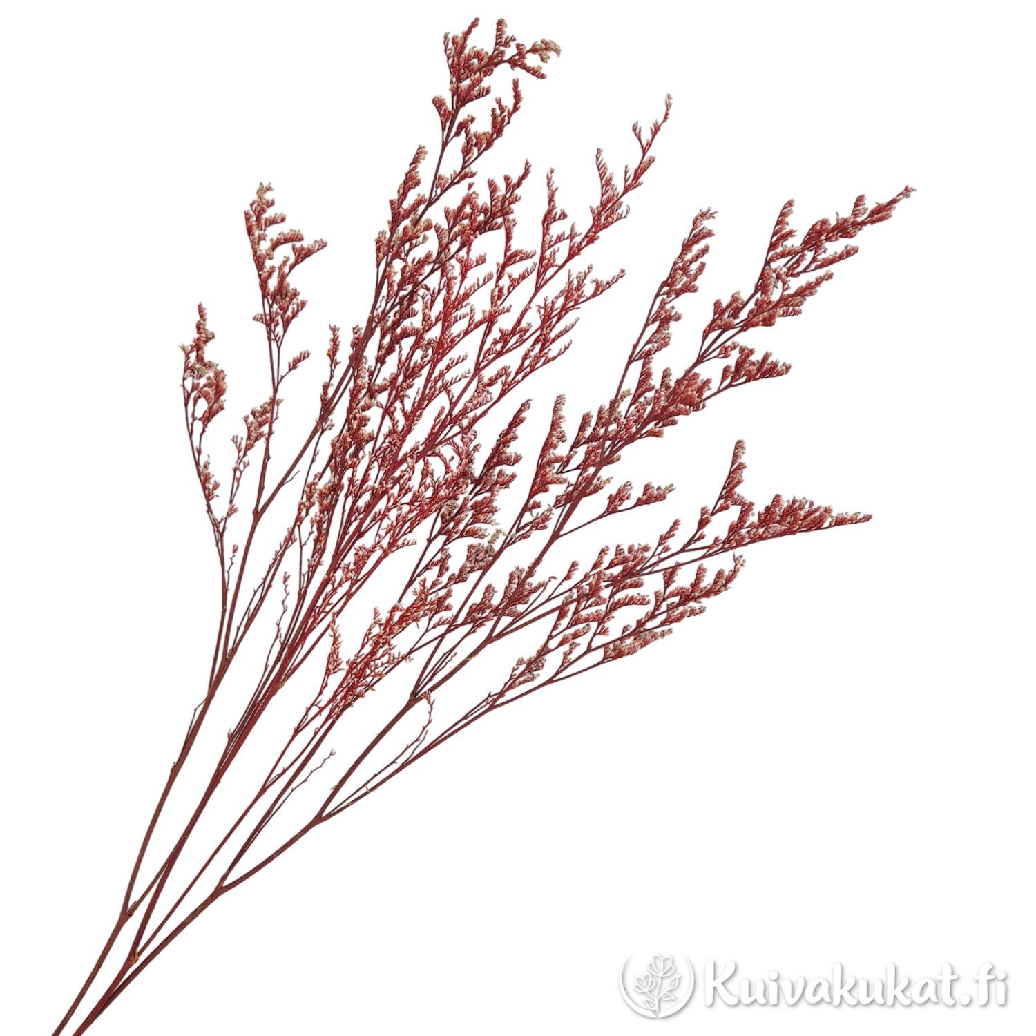 Stabiloitu lankaikiviuhko Limonium bellidifolium mahonki 3 oksaa kimppu