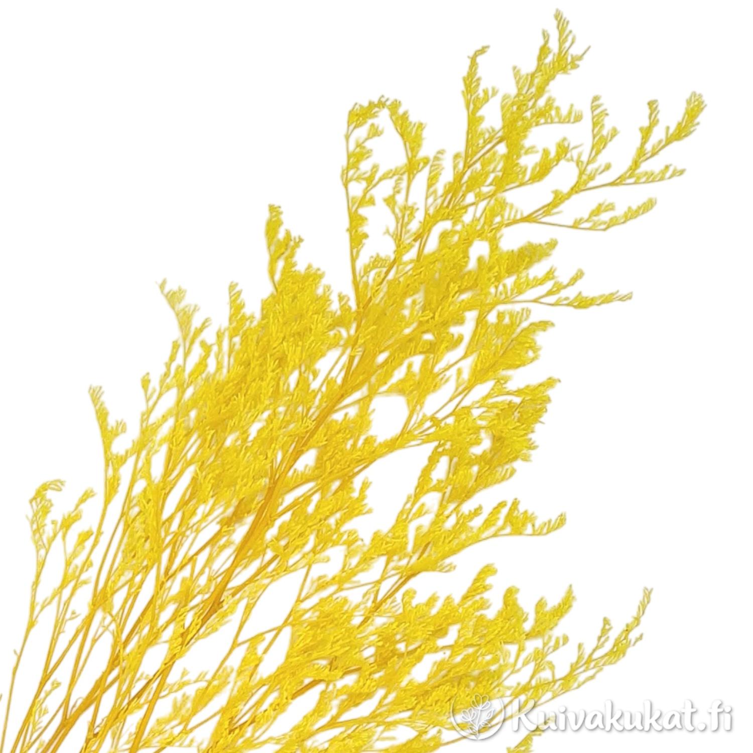 tabiloitu lankaikiviuhko Limonium bellidifolium keltainen oksat