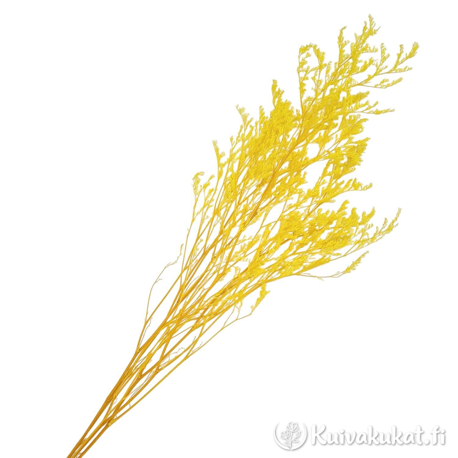 Stabiloitu lankaikiviuhko Limonium bellidifolium keltainen nippu