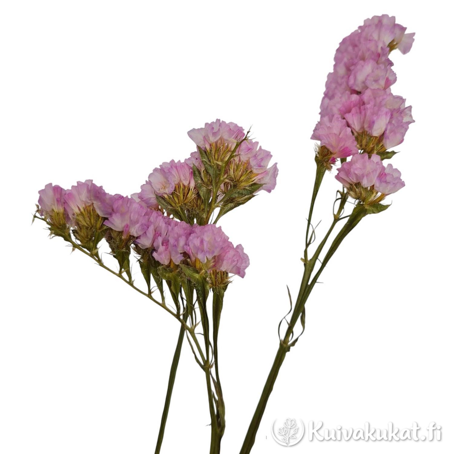 Lähikuva Ikiviuhkon (Limonium sinuatum) siivellisistä varsista ja vaaleanpunaisista kukinnoista valkoisella taustalla.