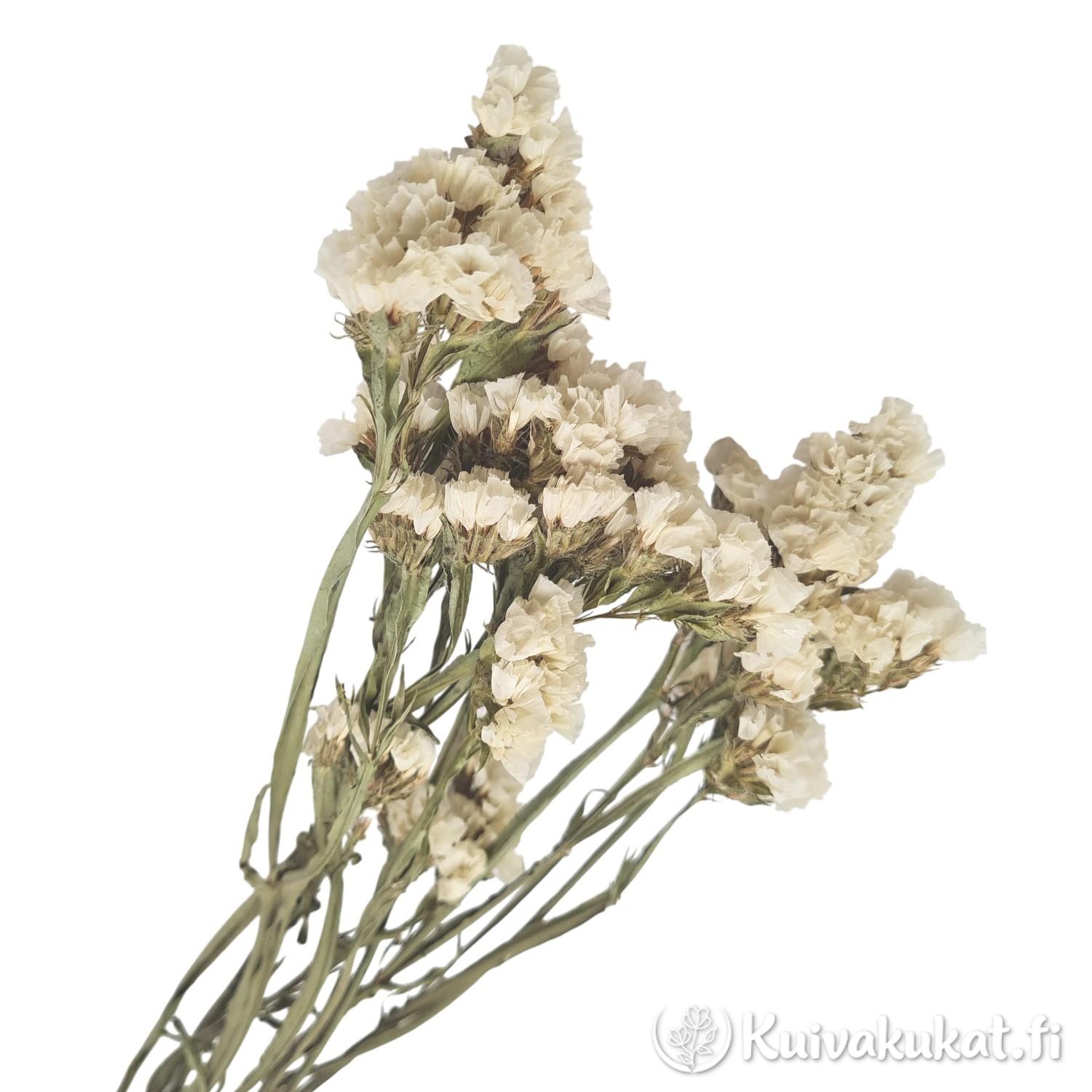 Valkoinen Sini-ikiviuhko (Limonium sinuatum) kuivakukka, 3 oksaa, luonnonvalkoinen sävy.