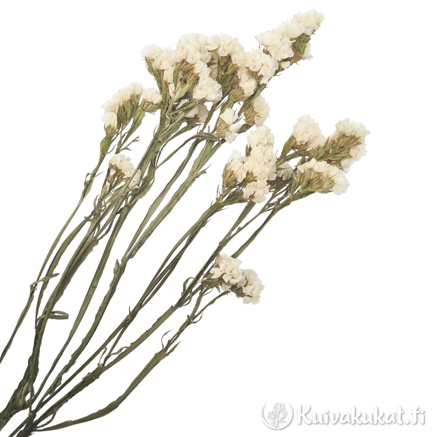 Luonnonvalkoinen Sini-ikiviuhko (Limonium sinuatum) kuivakukka, 3 oksaa, kermanvalkoinen sävy.