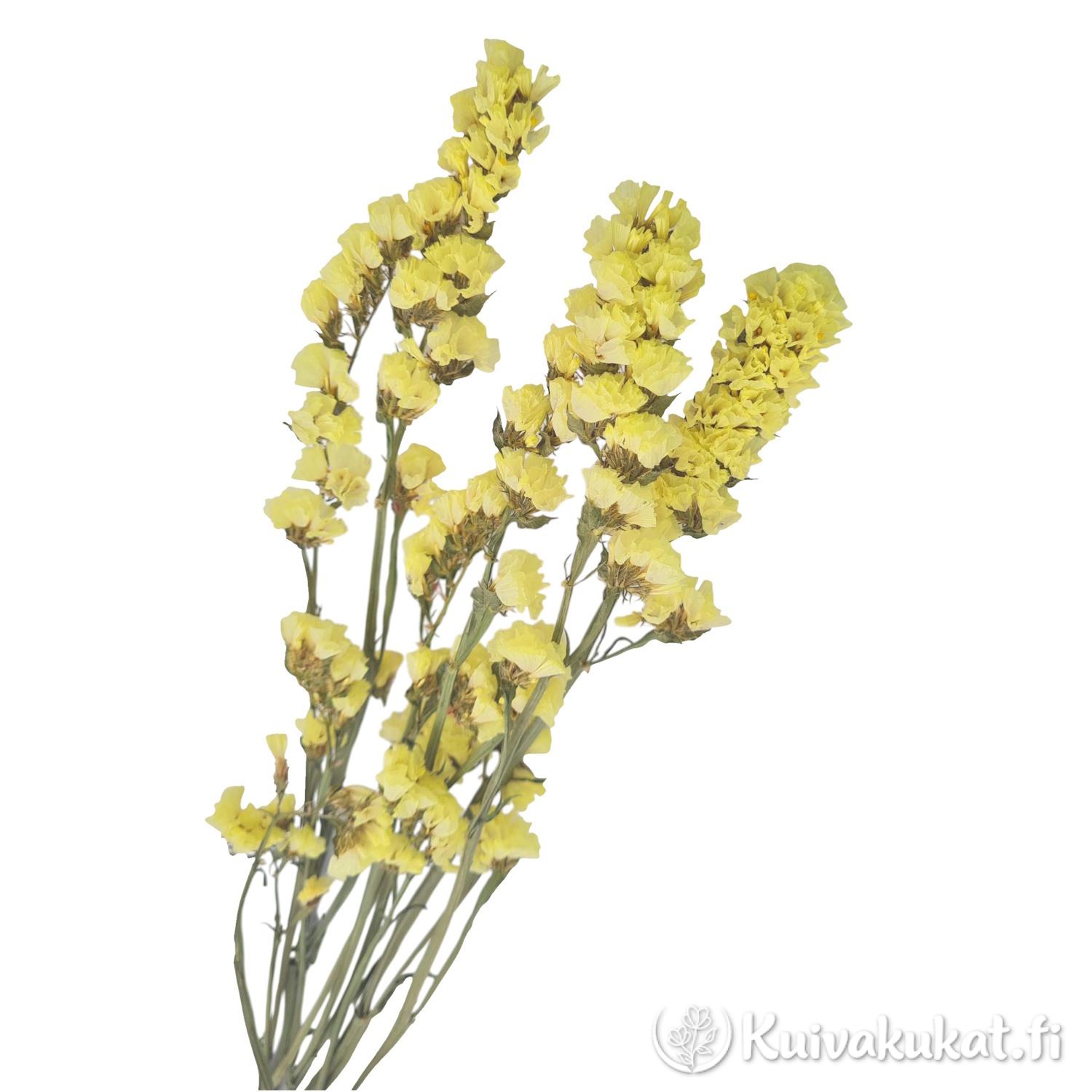Pystykuva nipusta keltaisia Ikiviuhko-kukkia (Limonium sinuatum) valkoisella taustalla.