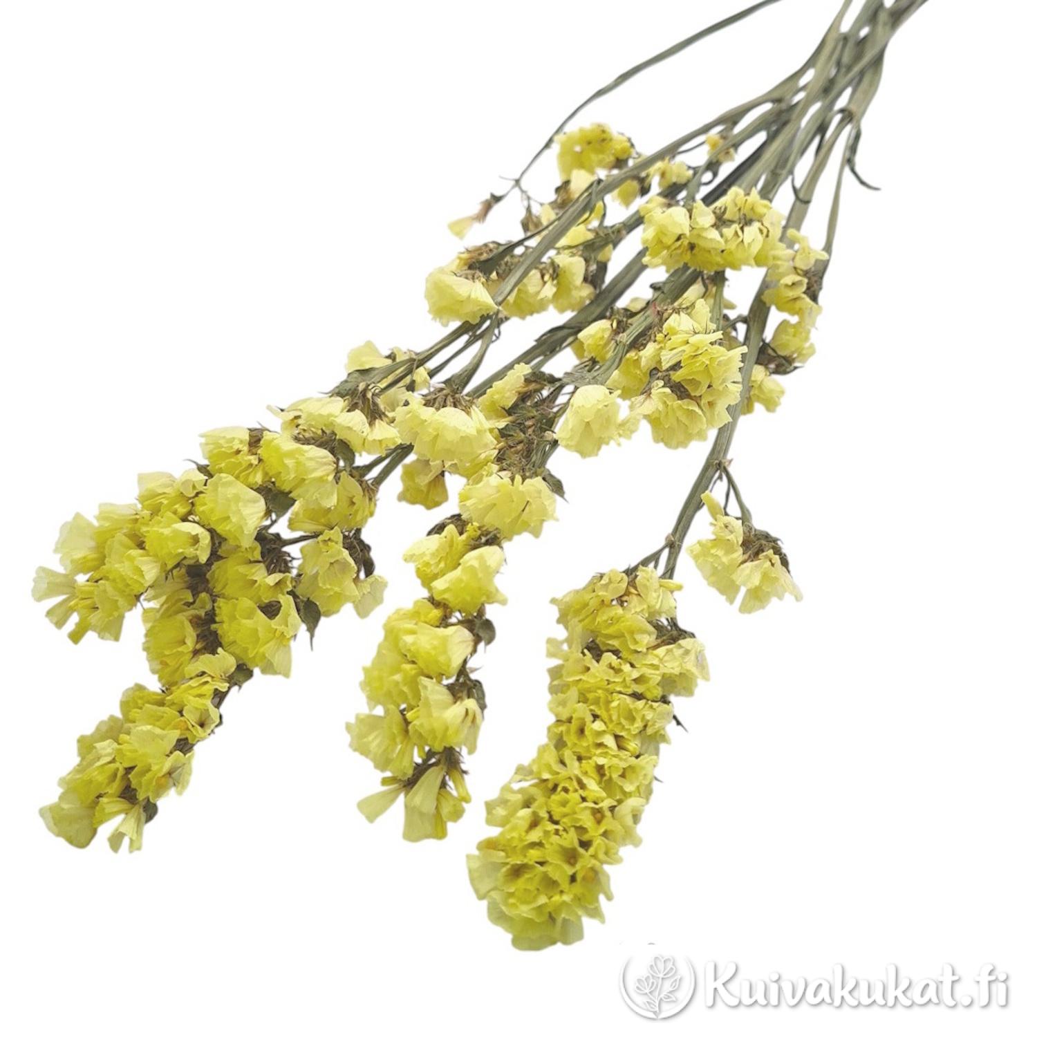 Nippu kirkkaankeltaisia Ikiviuhko-kukkia (Limonium sinuatum) valkoisella taustalla.