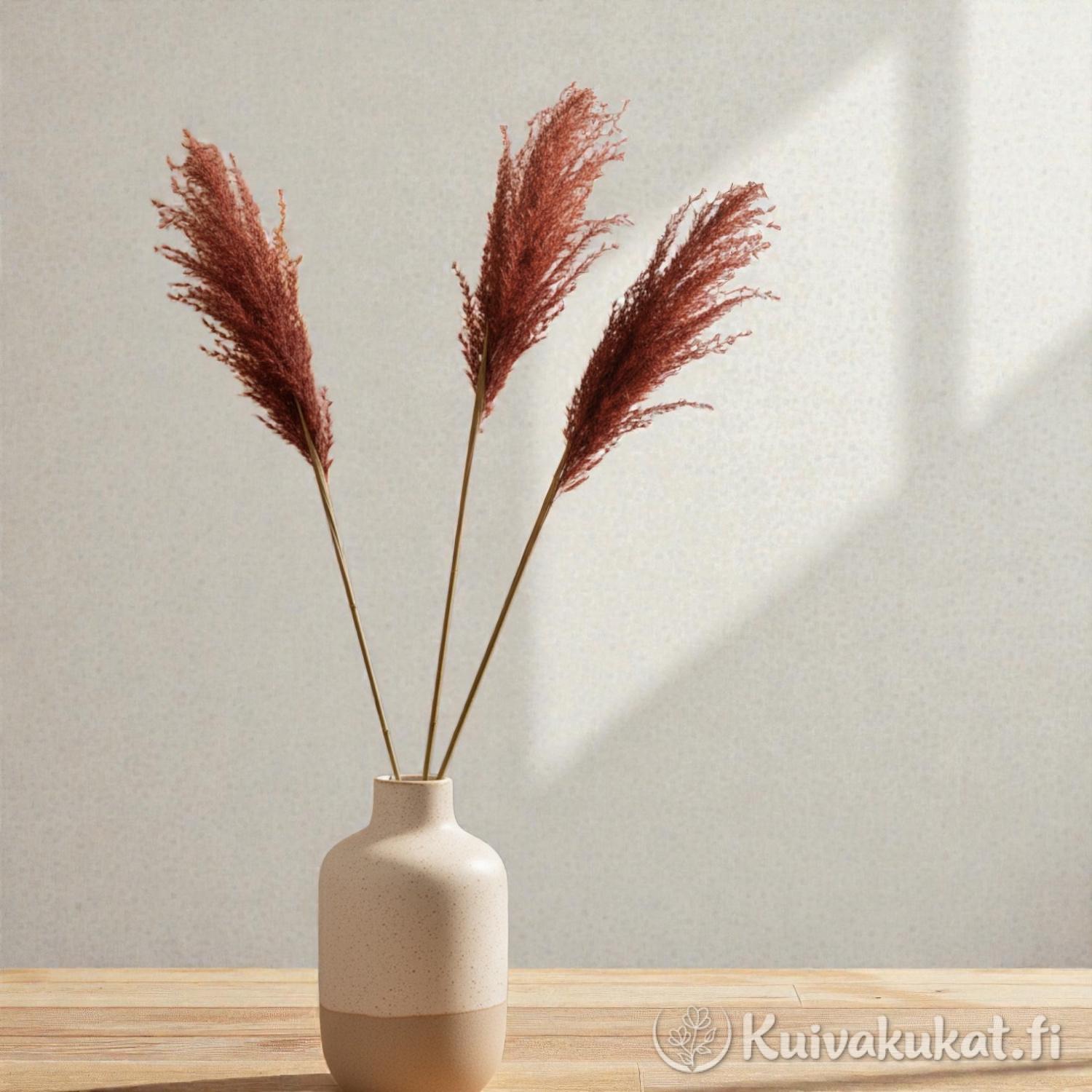 Ruskea Kiinanmiskantti (Miscanthus sinensis) keraamisessa maljakossa puupenkin päällä olohuoneen sisustuksessa.