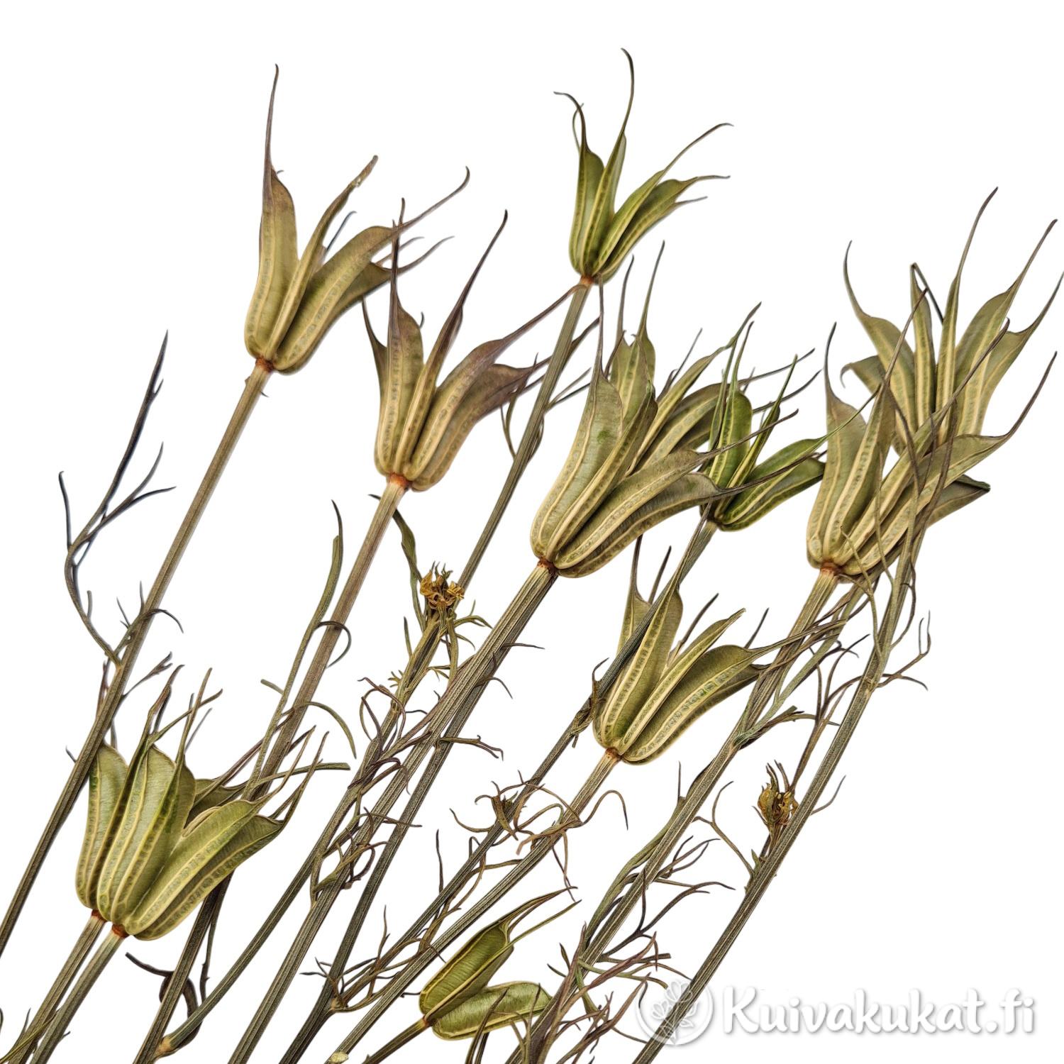 Lähikuva kuivatun Nigella Orientalis -kukan koristeellisista ja tähtimäisistä siemenkodista valkoisella taustalla.