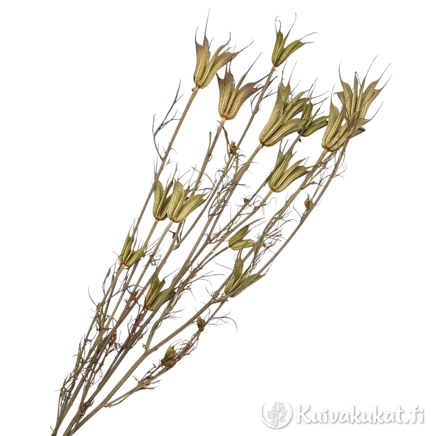 Pieni nippu (3 kpl) kuivattuja Nigella Orientalis -oksia pitkillä varsilla valkoisella taustalla.