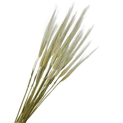 Kimppu kuivattua ohraa (Hordeum vulgare) valkoisella taustalla pitkillä vihneillä.