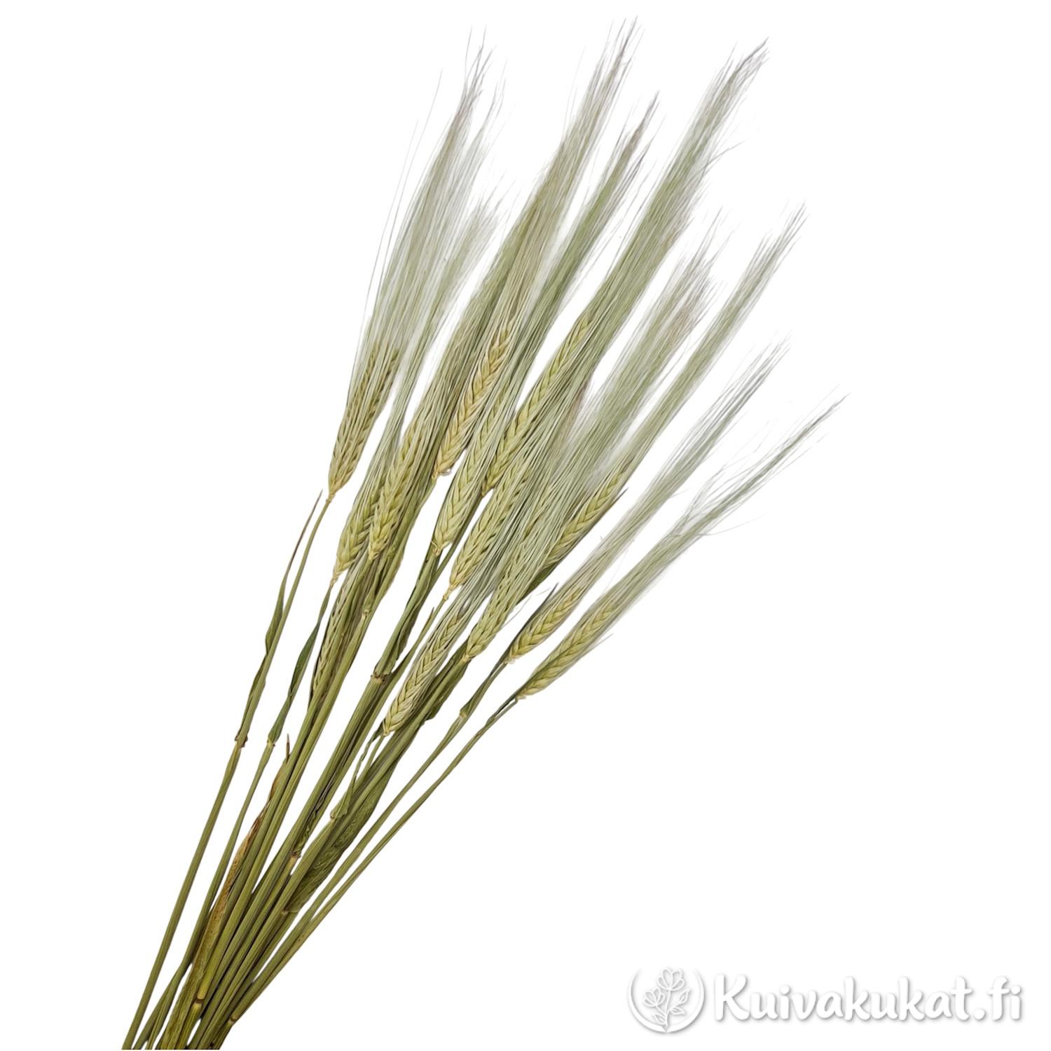Kimppu kuivattua ohraa (Hordeum vulgare) valkoisella taustalla pitkillä vihneillä.