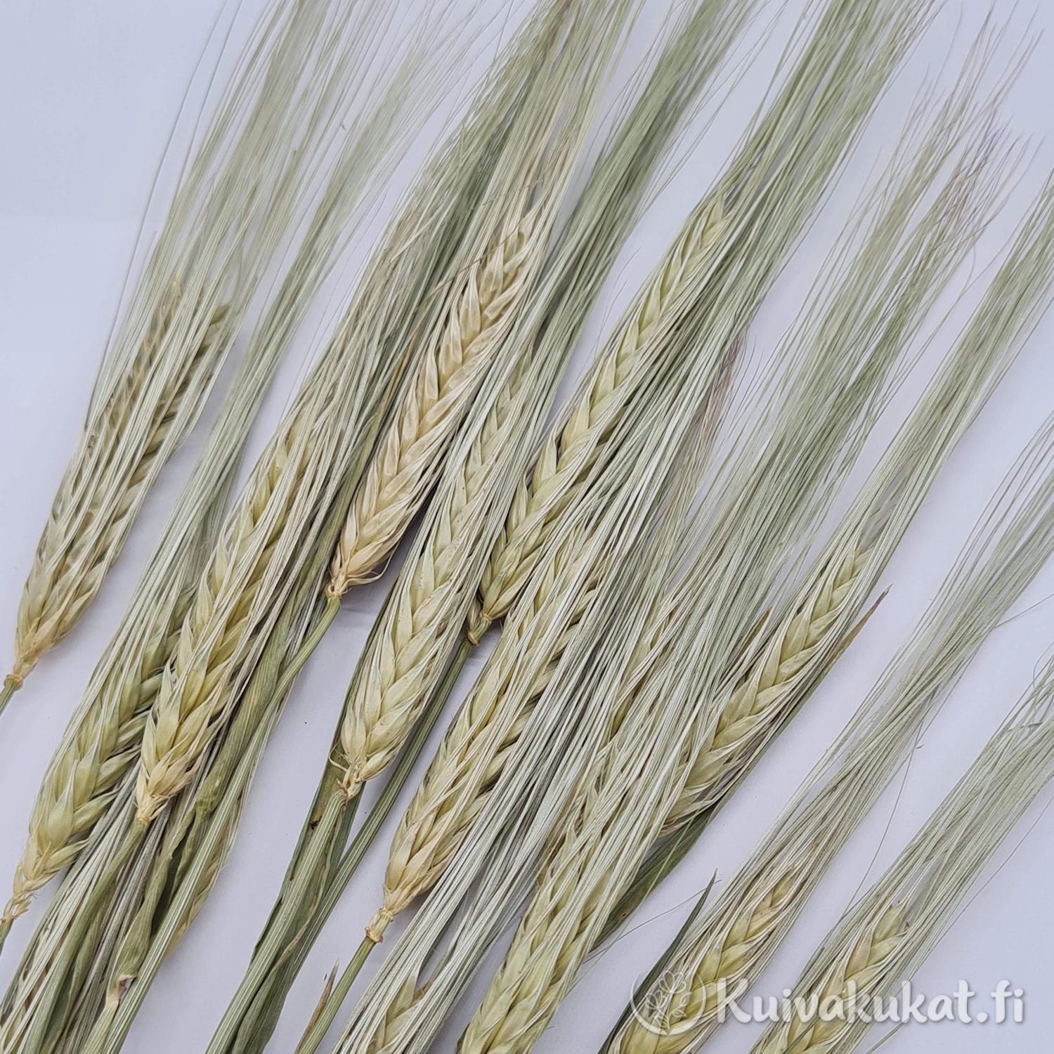 Lähikuva ohran tähkistä ja jyvistä, joissa näkyy yksityiskohtainen tekstuuri.