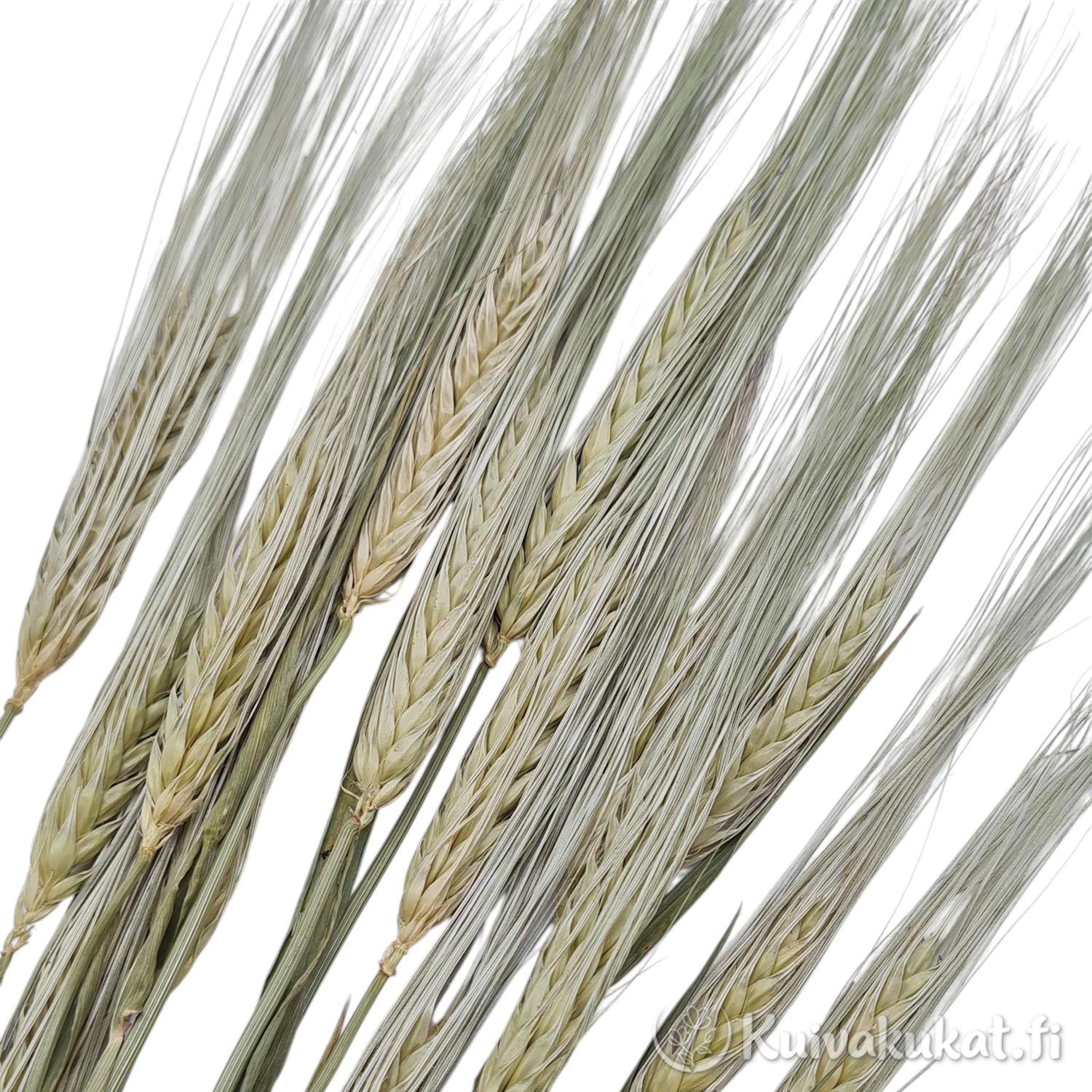 Ohran vihneet ja tähkät kuvattuna läheltä diagonaalisesti valkoisella pohjalla.