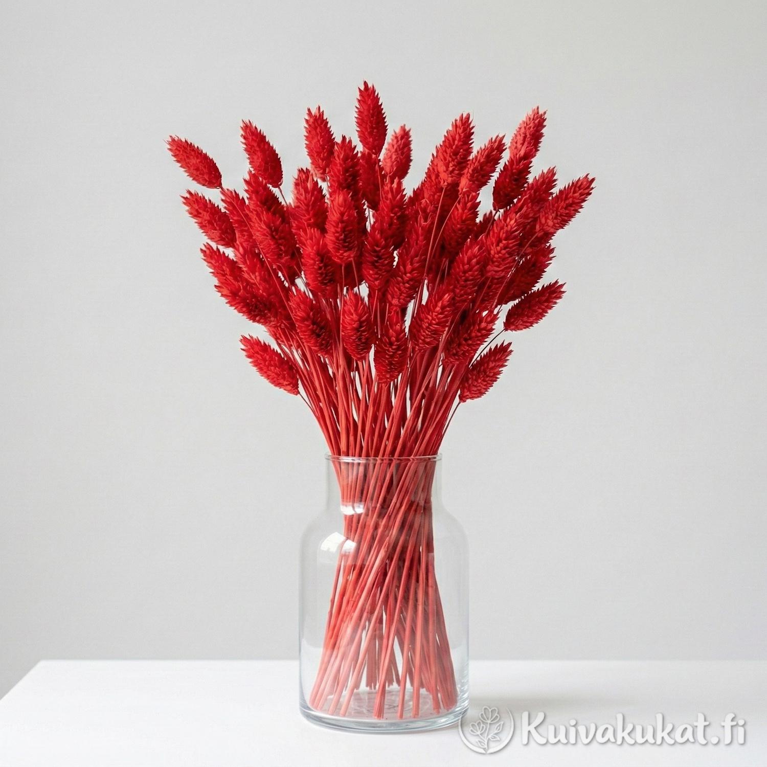 Punainen Kanarianhelpi (Phalaris canariensis) kuivakukka, 40 oksaa lasimaljakossa.