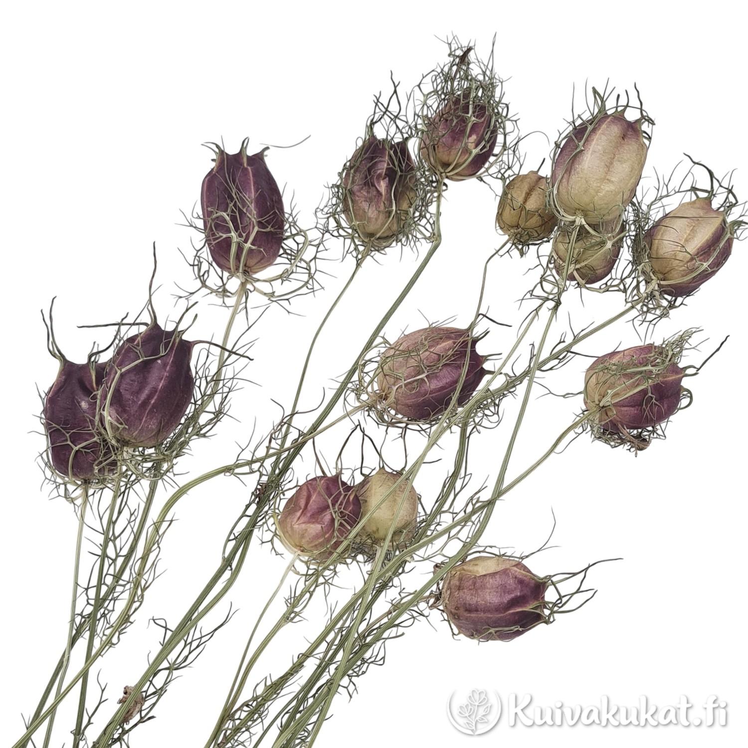 Tarhaneito (Nigella damascena) siemenkodat, luonnollinen vihreän, liilan ja beigen värisekoitus.