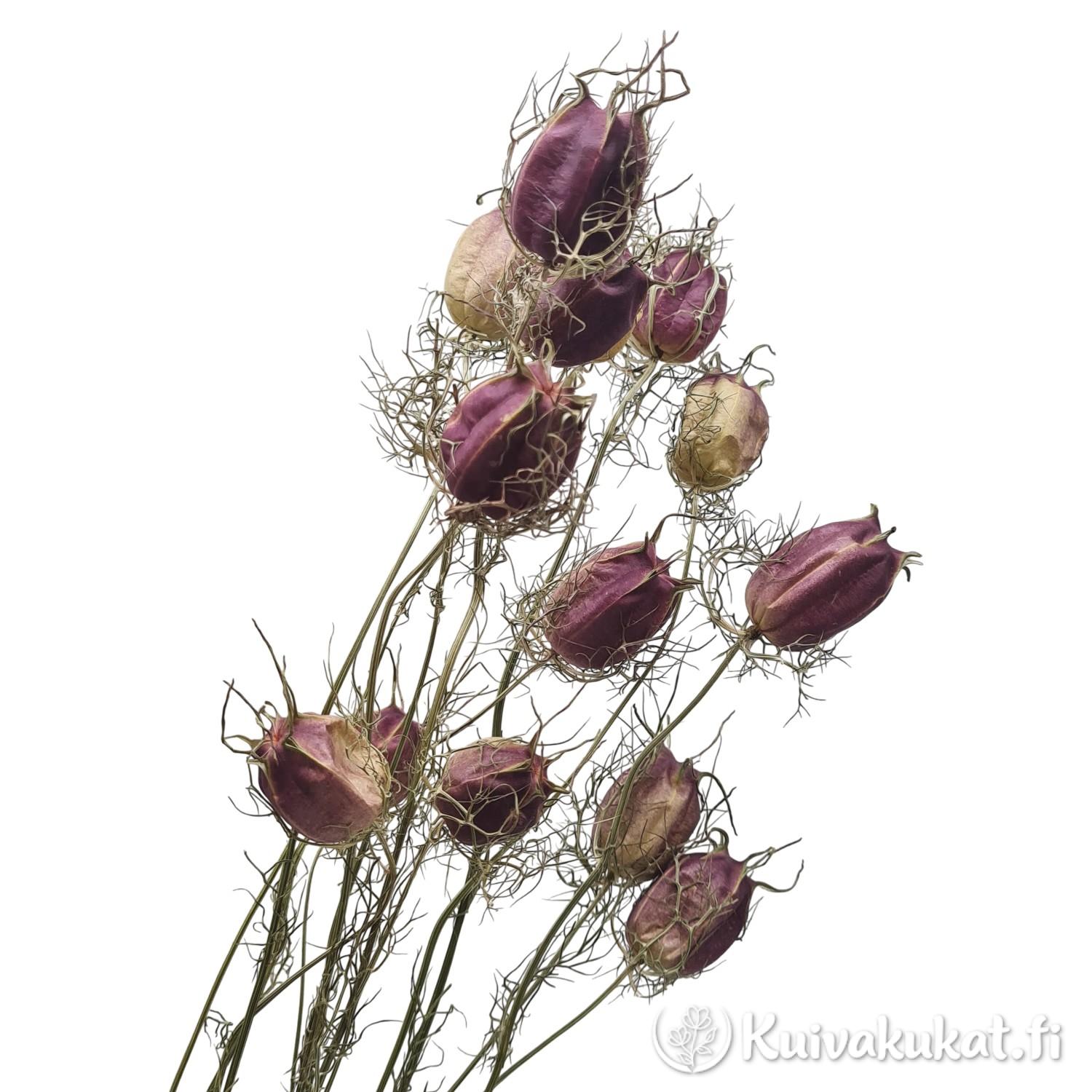 Lähikuva Tarhaneito (Nigella damascena) siemenkodista, joissa luonnollinen liila ja vihreä raidoitus.