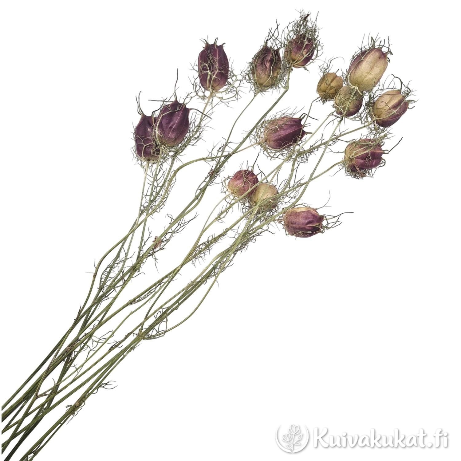 Nippu Tarhaneito (Nigella damascena) kuivakukkia, luonnollinen vihreä ja liila sävy.