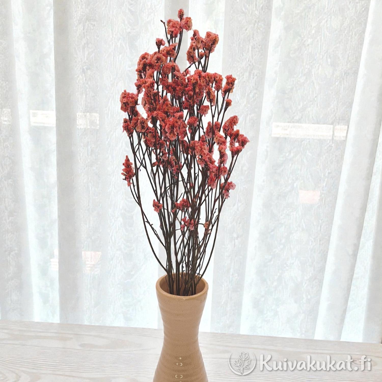 Värjätty tataariviuhko Limonium tataricum koralli maljakossa