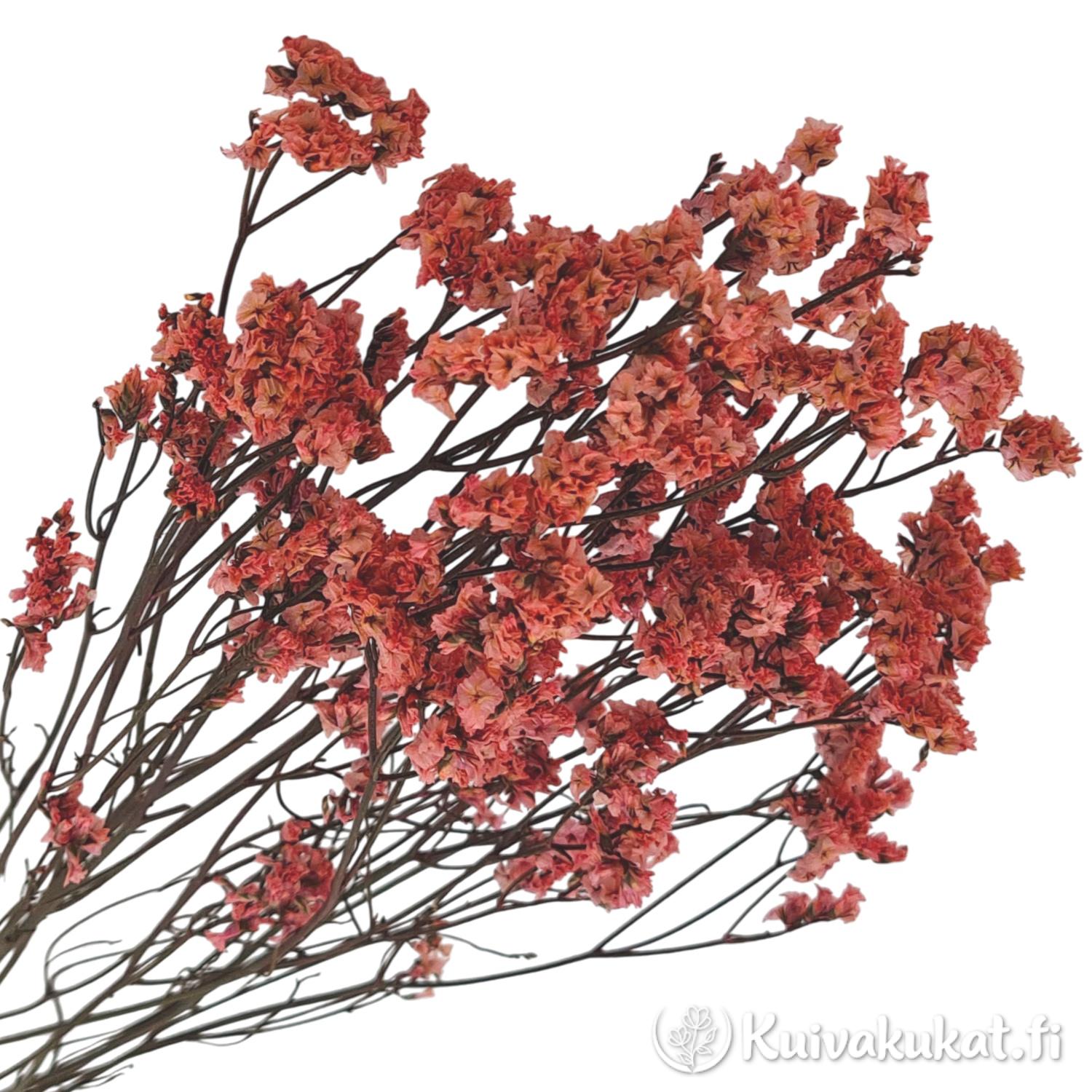 Värjätty tataariviuhko Limonium tataricum koralli lähikuva