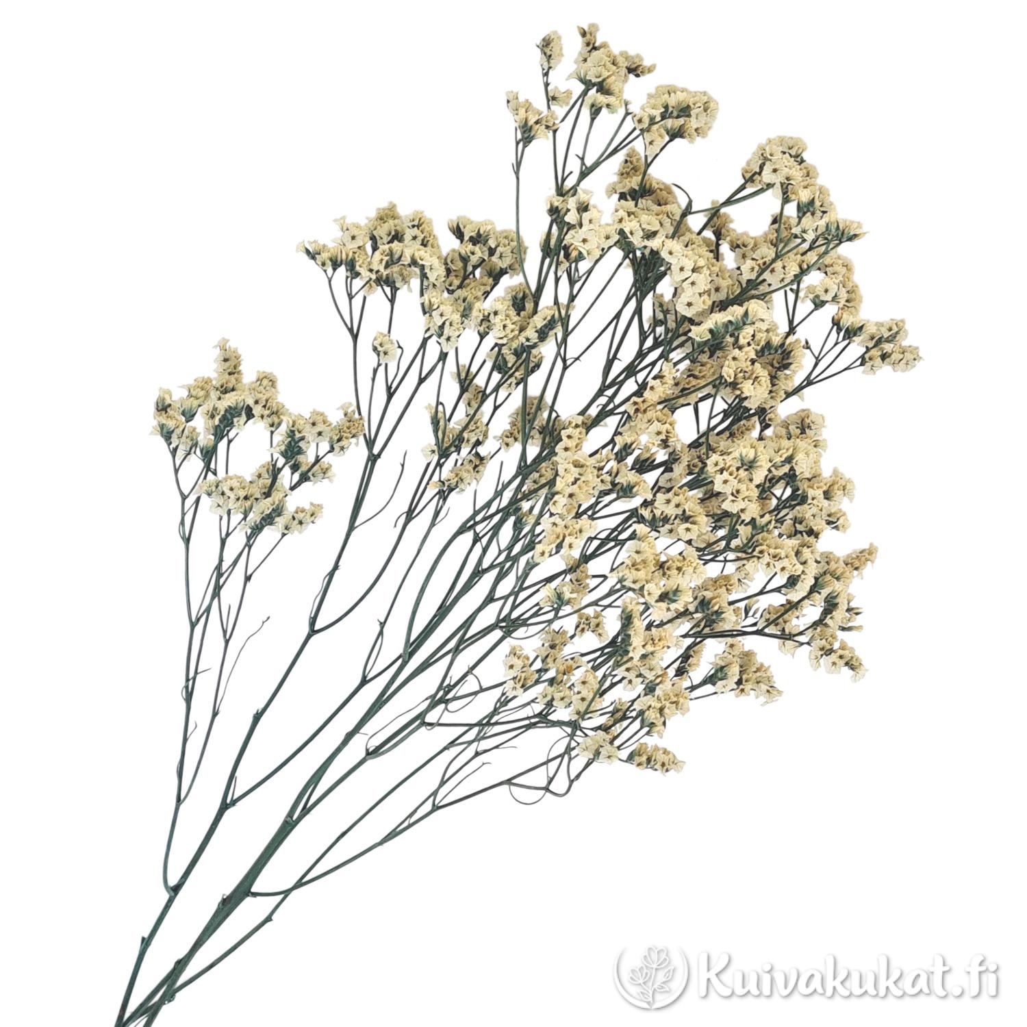 Värjätty tataariviuhko Limonium tataricum valkoinen nippu vihreät varret