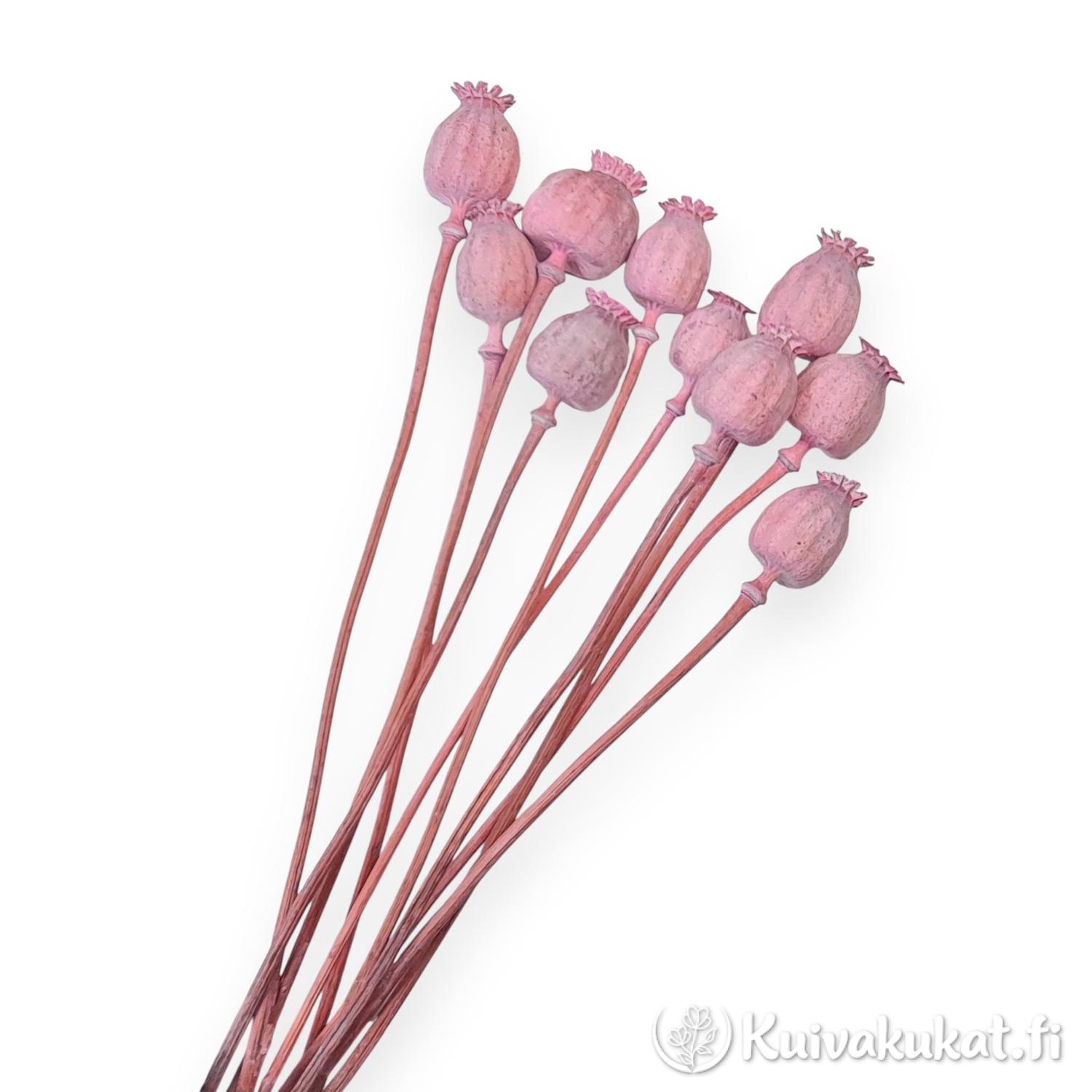 Nippu vaaleanpunaiseksi värjättyjä unikonkotia (Papaver) valkoisella taustalla, 10 kpl.