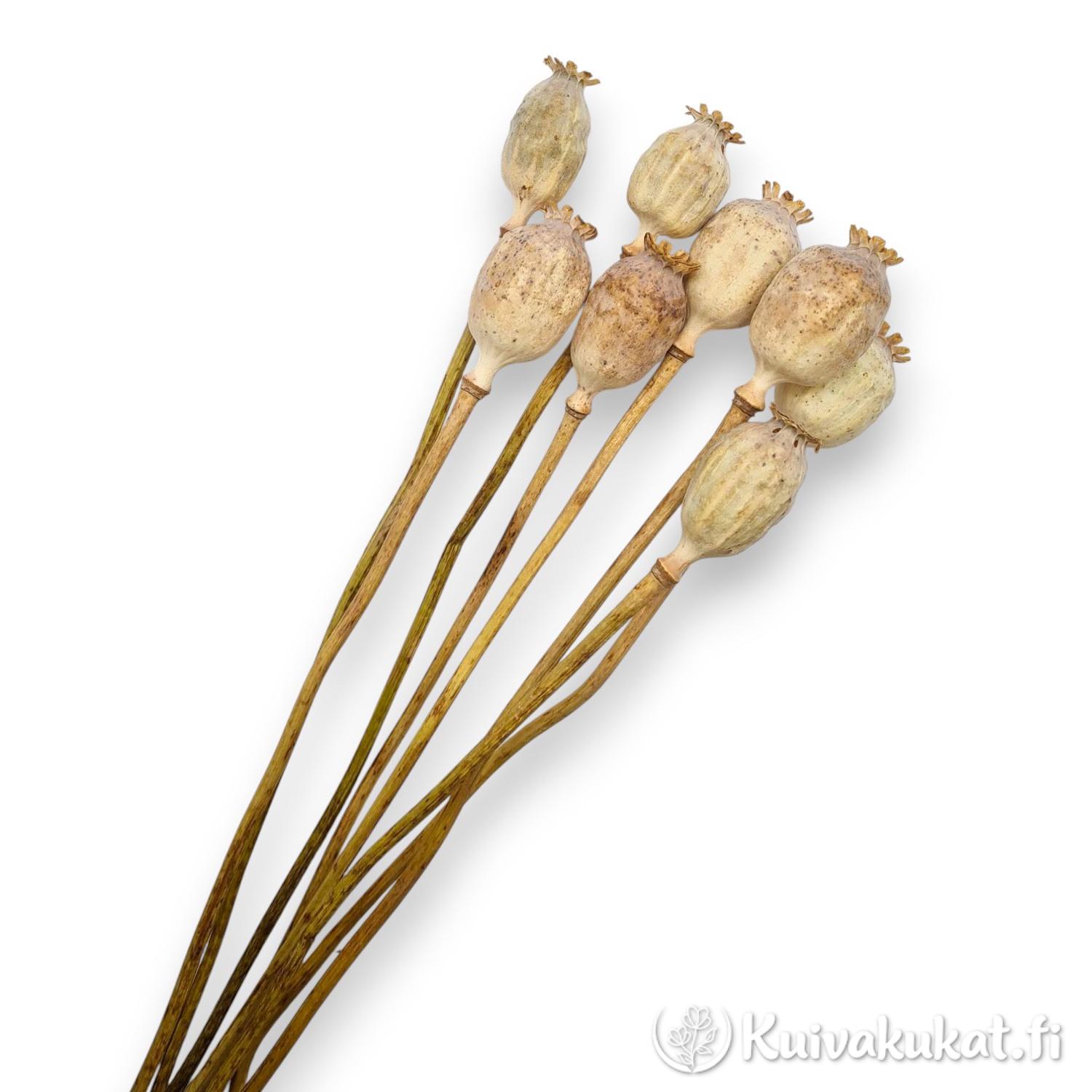 Lähikuva oopiumunikon (Papaver somniferum) ehjistä vihreistä siemenkodista ja suurista violeteista sekä valko-violeteista kukista puutarhassa.