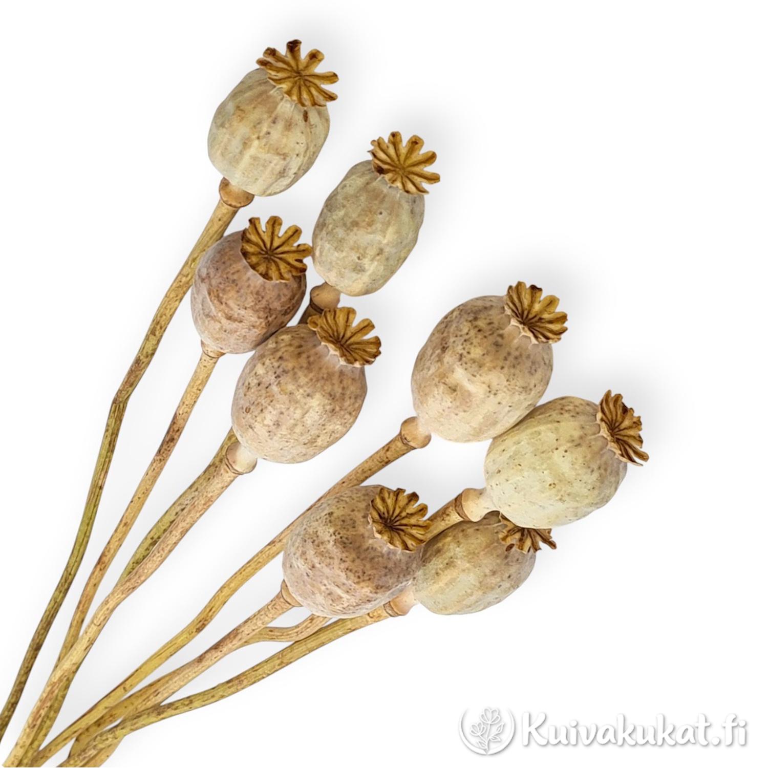 Lähikuva kuivattujen unikonkotien (Papaver) siemenkodista ja niiden tähtimäisistä lakiosista ylhäältä päin kuvattuna.