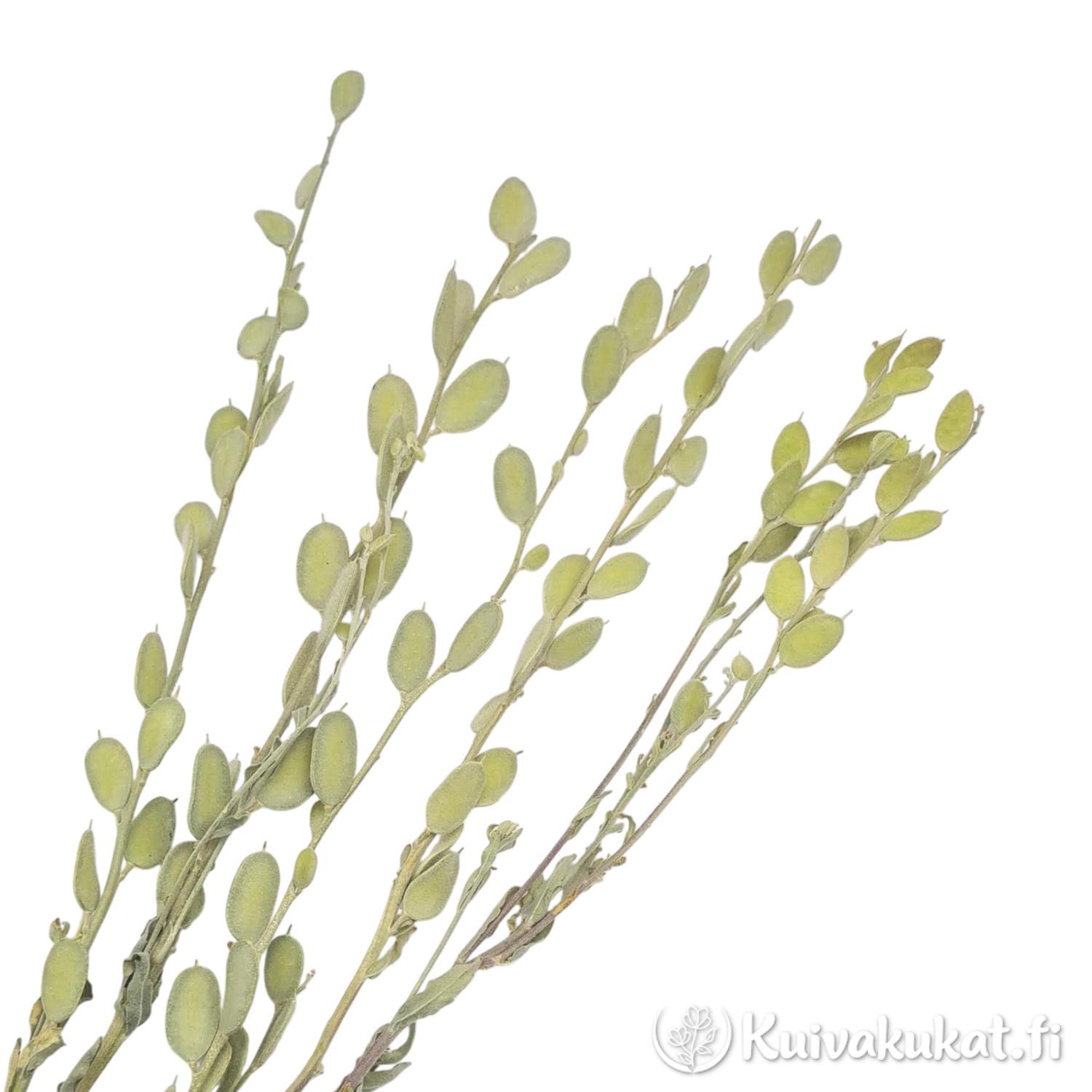 Lähikuva Pyöreäkilpiruohon (Fibigia clypeata) litteistä ja vihertävistä siemenkodista valkoisella taustalla.