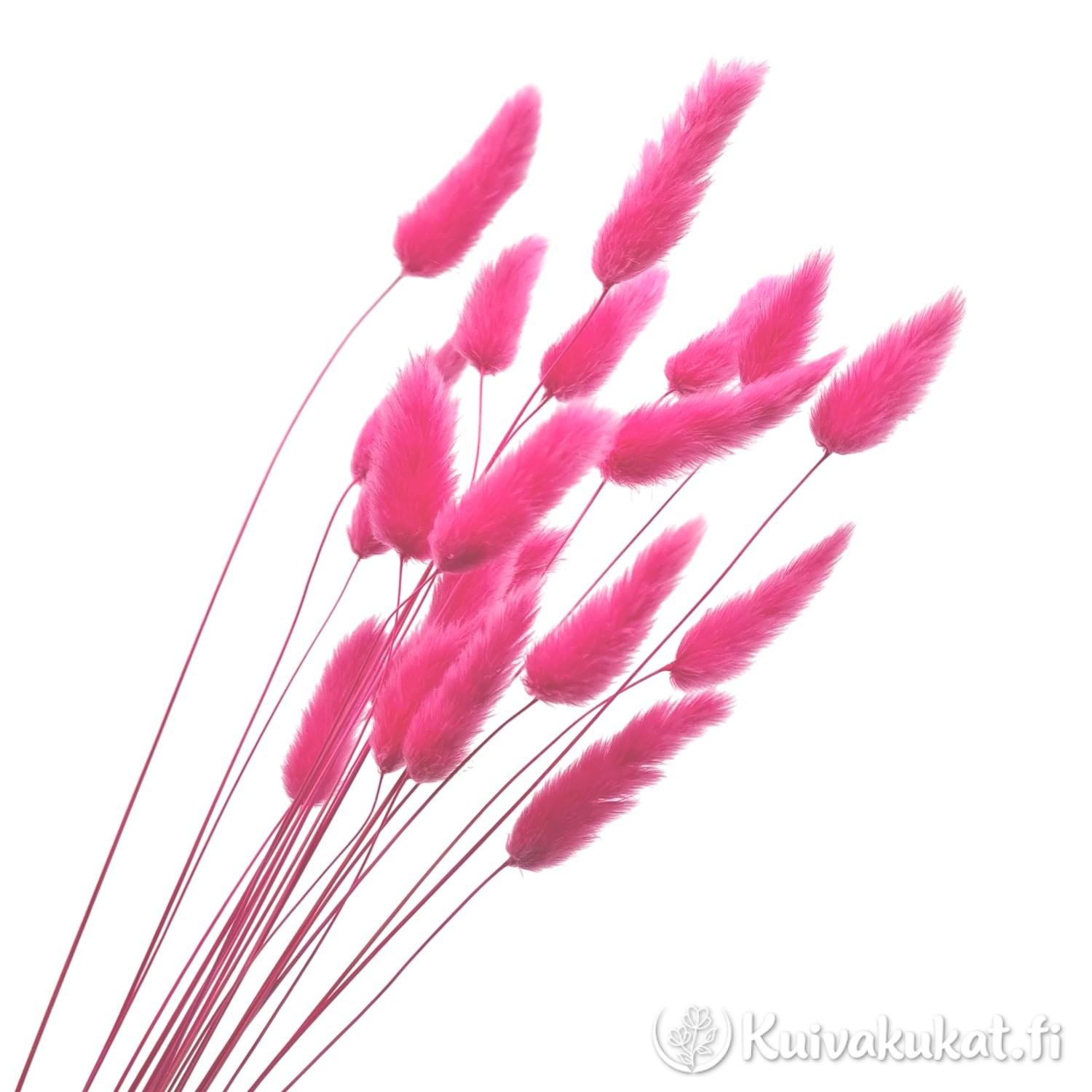 Lähikuva siistityistä vadelmanpunaisista jänönhännän (Lagurus ovatus) tähkistä valkoisella taustalla.