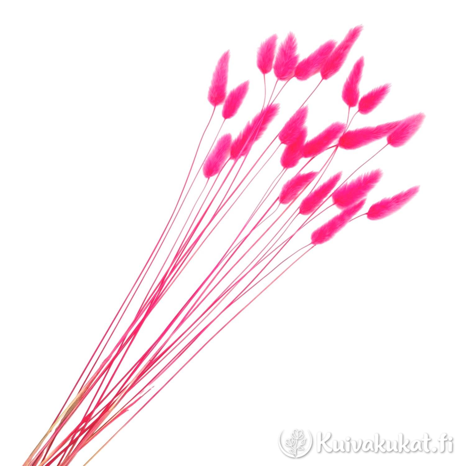 Nippu vadelmanpunaisia jänönhäntiä (Lagurus ovatus), siistitty ja varisematon laatu.