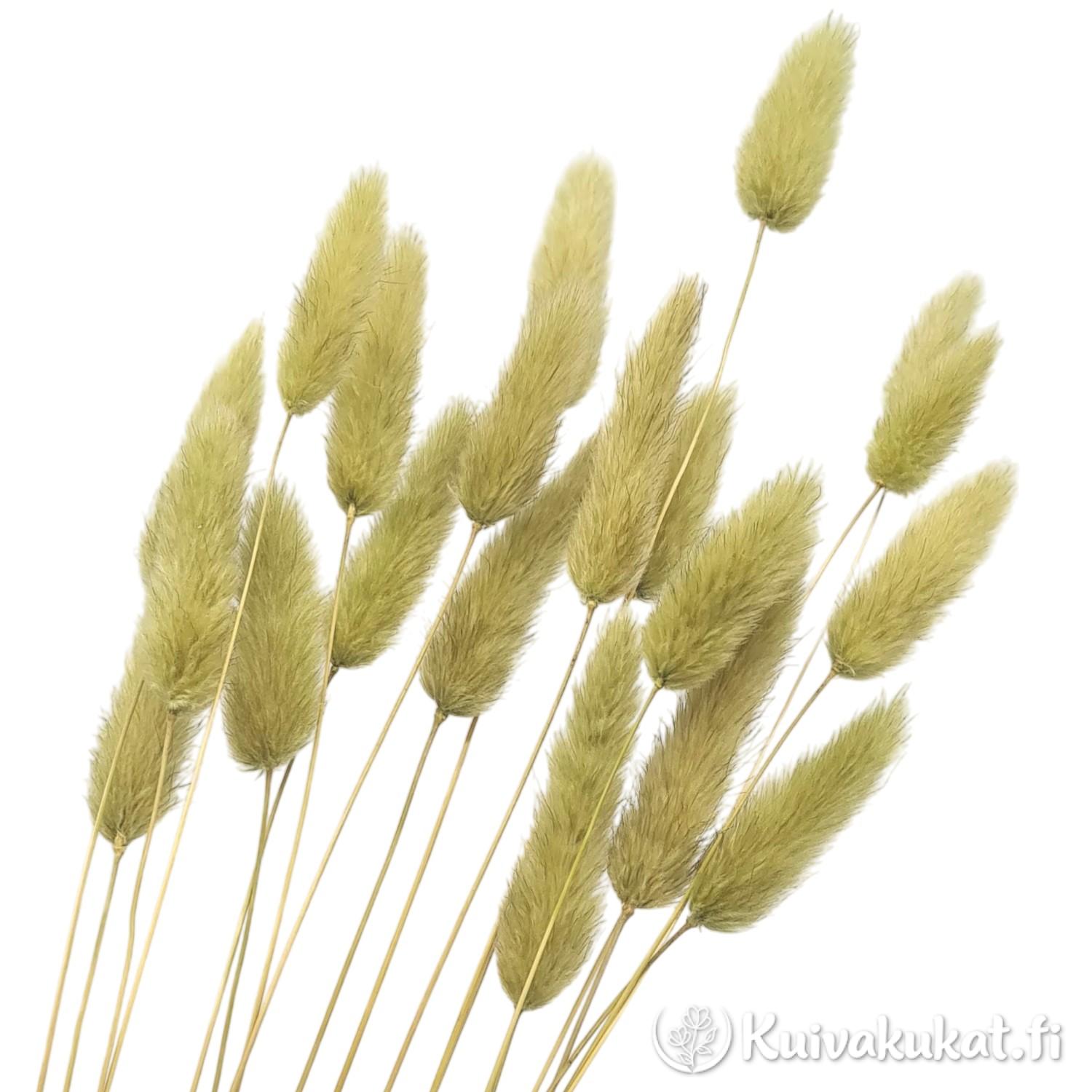 Jänönhäntä (Lagurus ovatus), khaki, 20 kpl, 45 cm - Siistitty & Varisematon