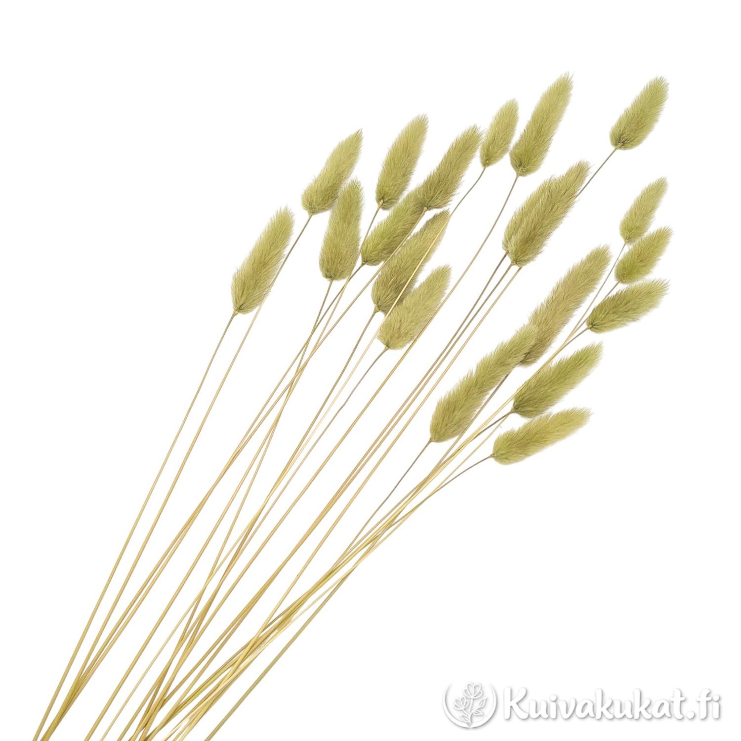 Nippu khaki-värisiä jänönhäntiä (Lagurus ovatus), siistitty ja varisematon laatu.