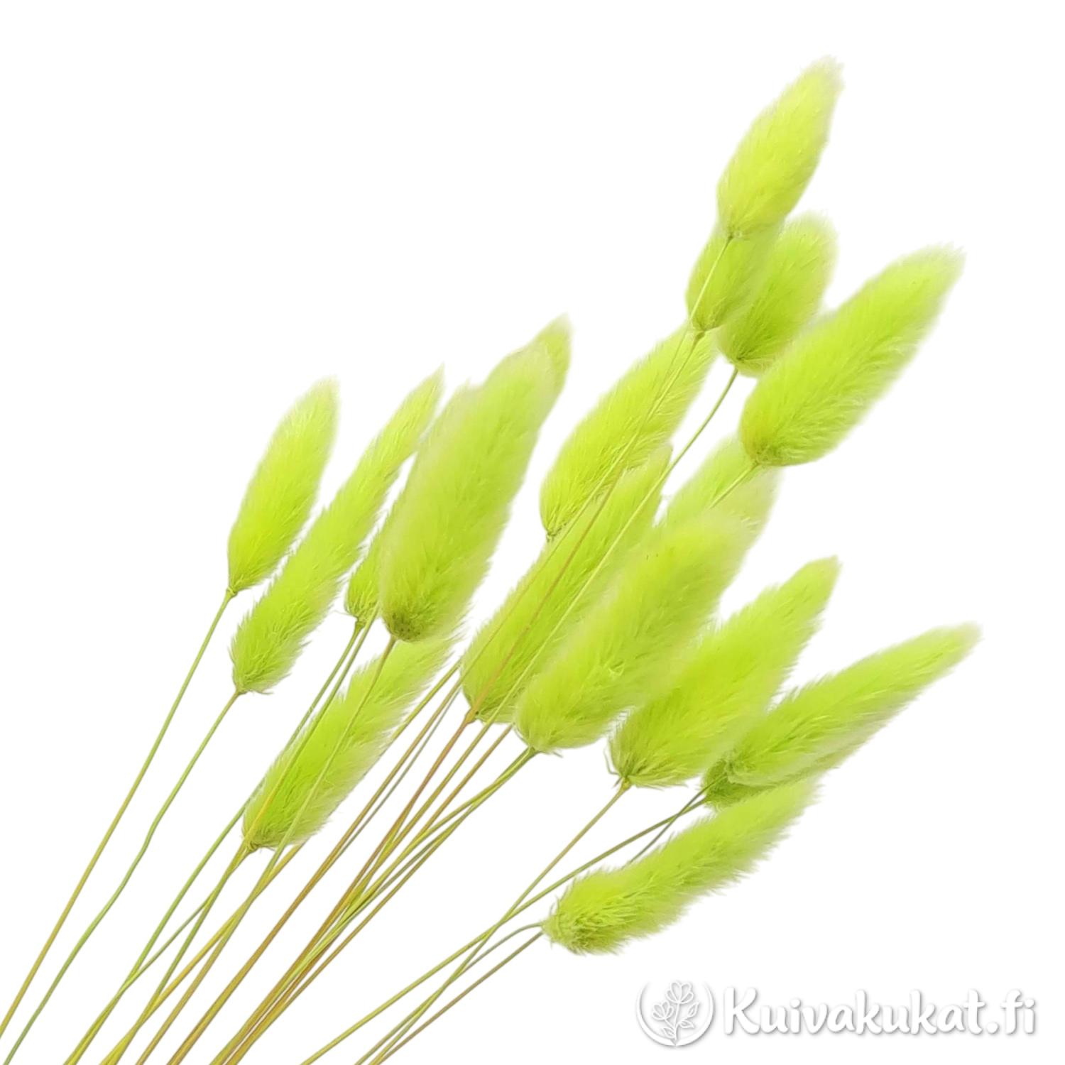 Lähikuva siistityistä limenvihreistä jänönhännän (Lagurus ovatus) tähkistä valkoisella taustalla.