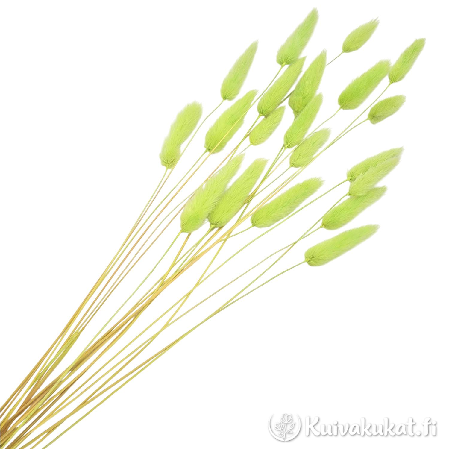 Nippu limenvihreitä jänönhäntiä (Lagurus ovatus), siistitty ja varisematon laatu.