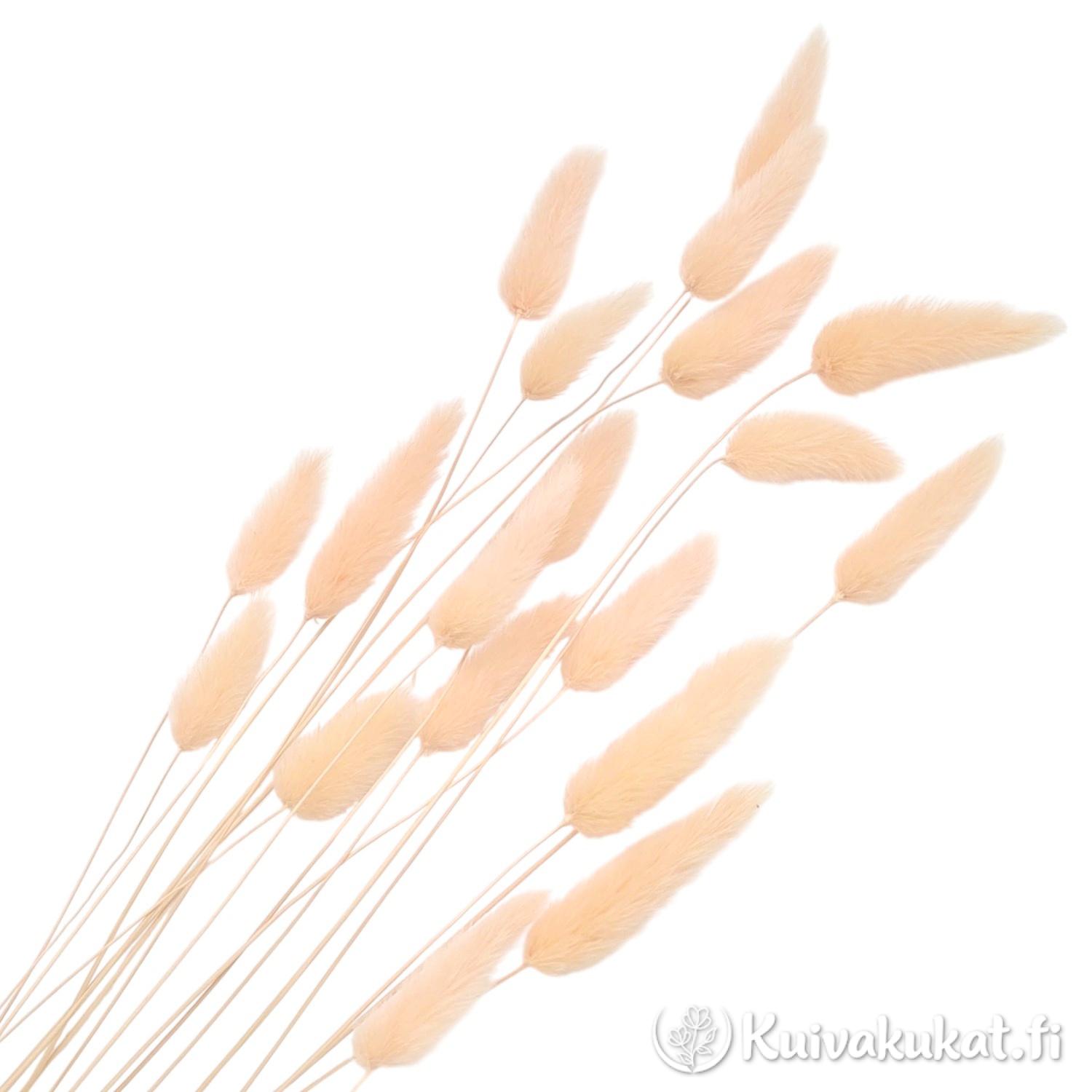 Nippu persikanvärisiä jänönhäntiä (Lagurus ovatus), siistitty ja varisematon laatu.