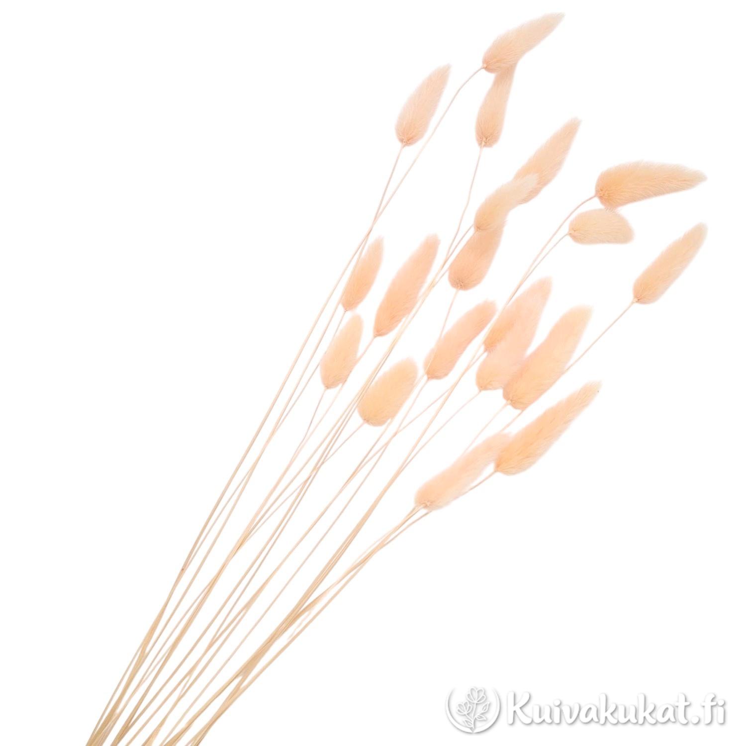 Lähikuva siistityistä persikanvärisistä jänönhännän (Lagurus ovatus) tähkistä valkoisella taustalla.