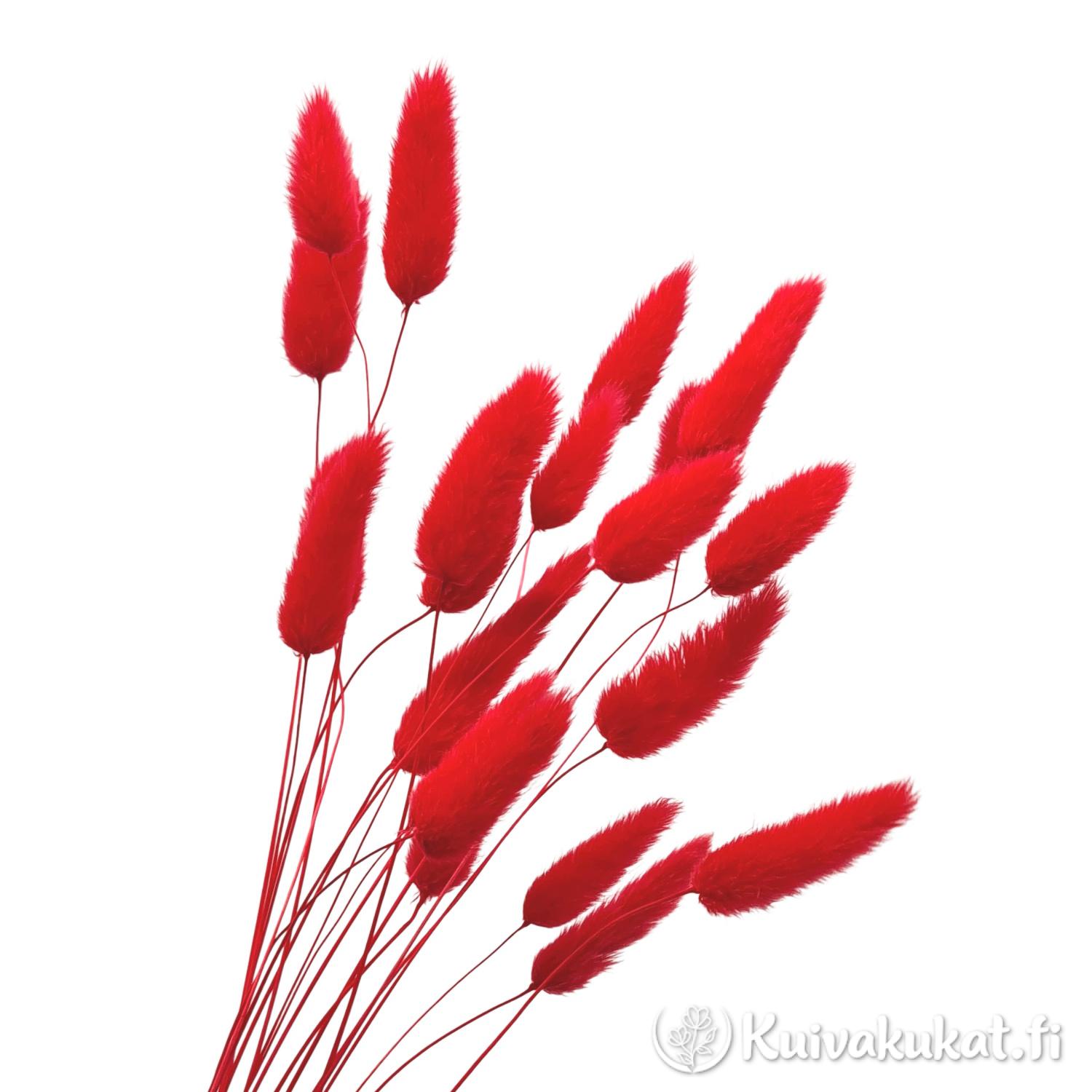 Lähikuva siistityistä punaisista jänönhännän (Lagurus ovatus) tähkistä valkoisella taustalla.