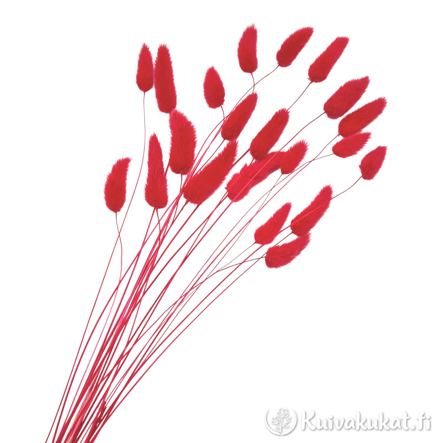 Nippu punaisia jänönhäntiä (Lagurus ovatus), siistitty ja varisematon laatu.