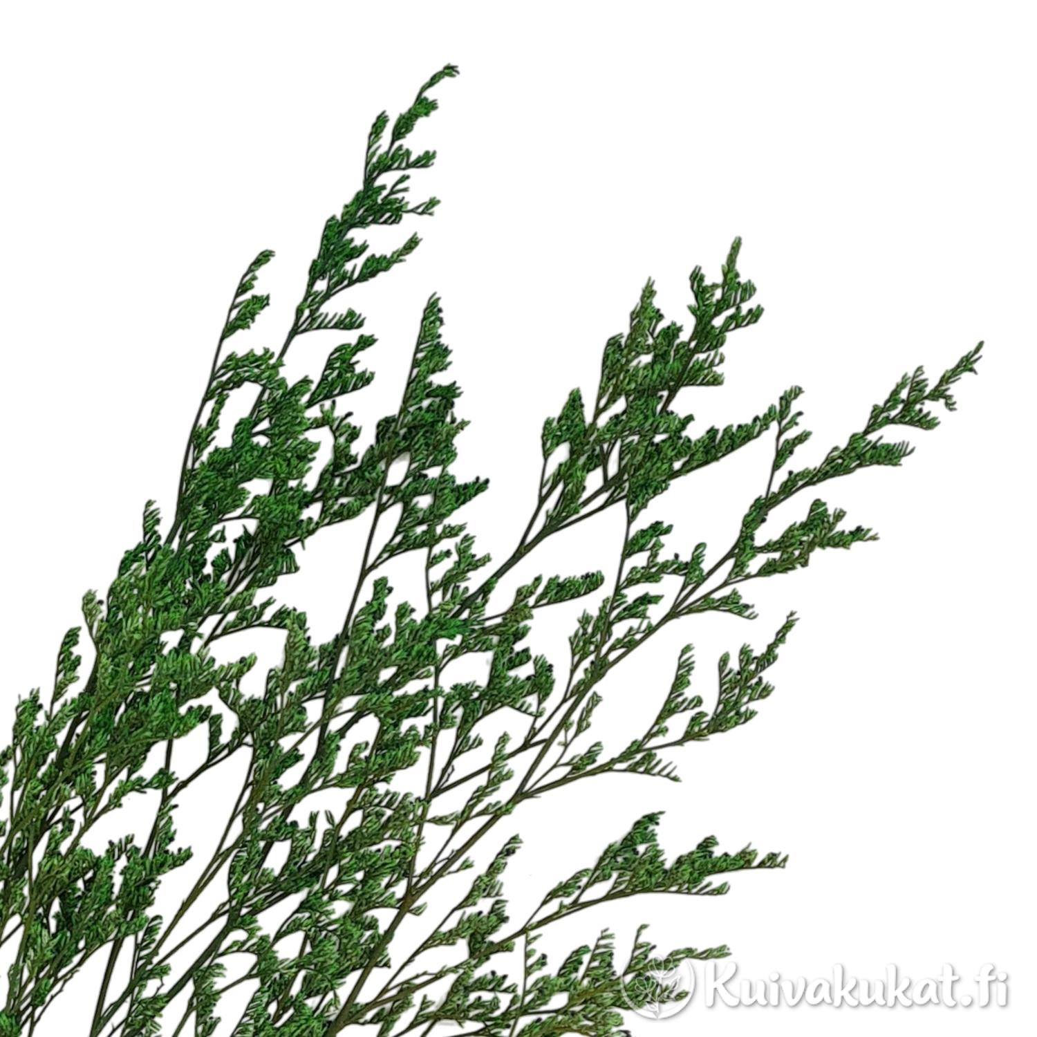 Stabiloitu lankaikiviuhko Limonium bellidifolium vihreä lähikuva