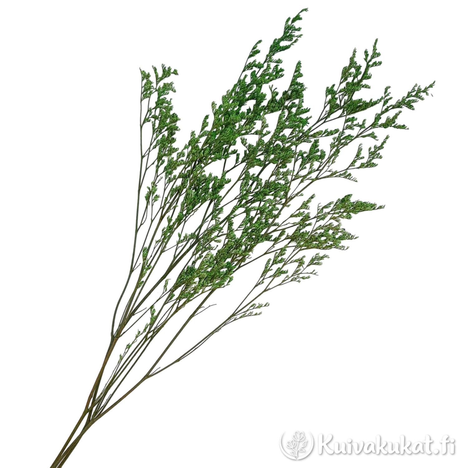 Stabiloitu lankaikiviuhko Limonium bellidifolium vihreä nippu