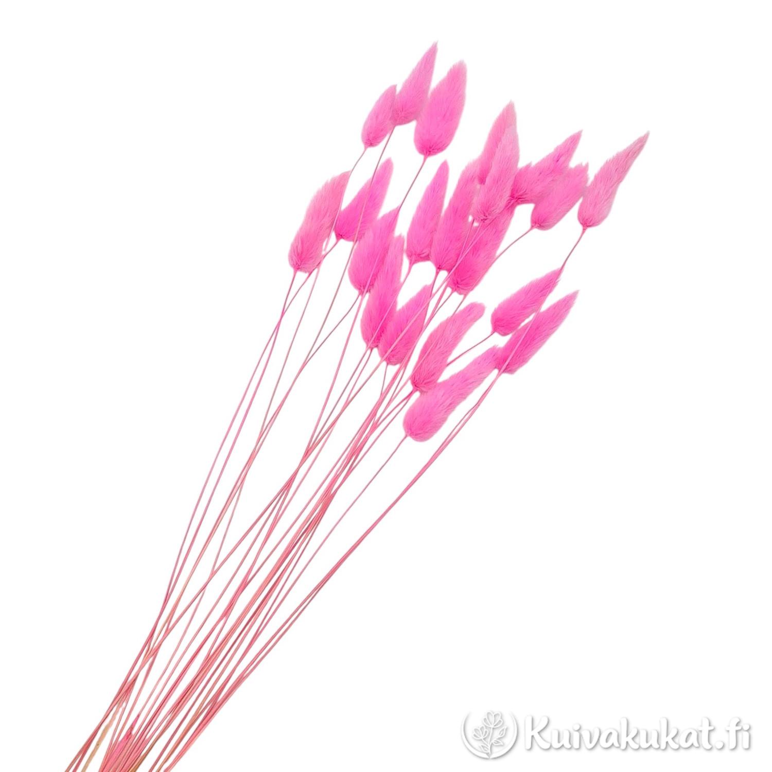 Kimppu kirkkaan vaaleanpunaisia Jänönhäntä-kuivakukkia (Lagurus ovatus) valkoisella taustalla.
