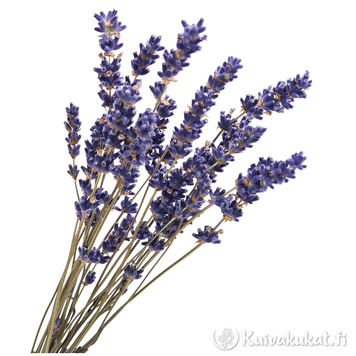 Nippu kuivattua laventelia (Lavandula) violeteilla kukinnoilla valkoisella taustalla.