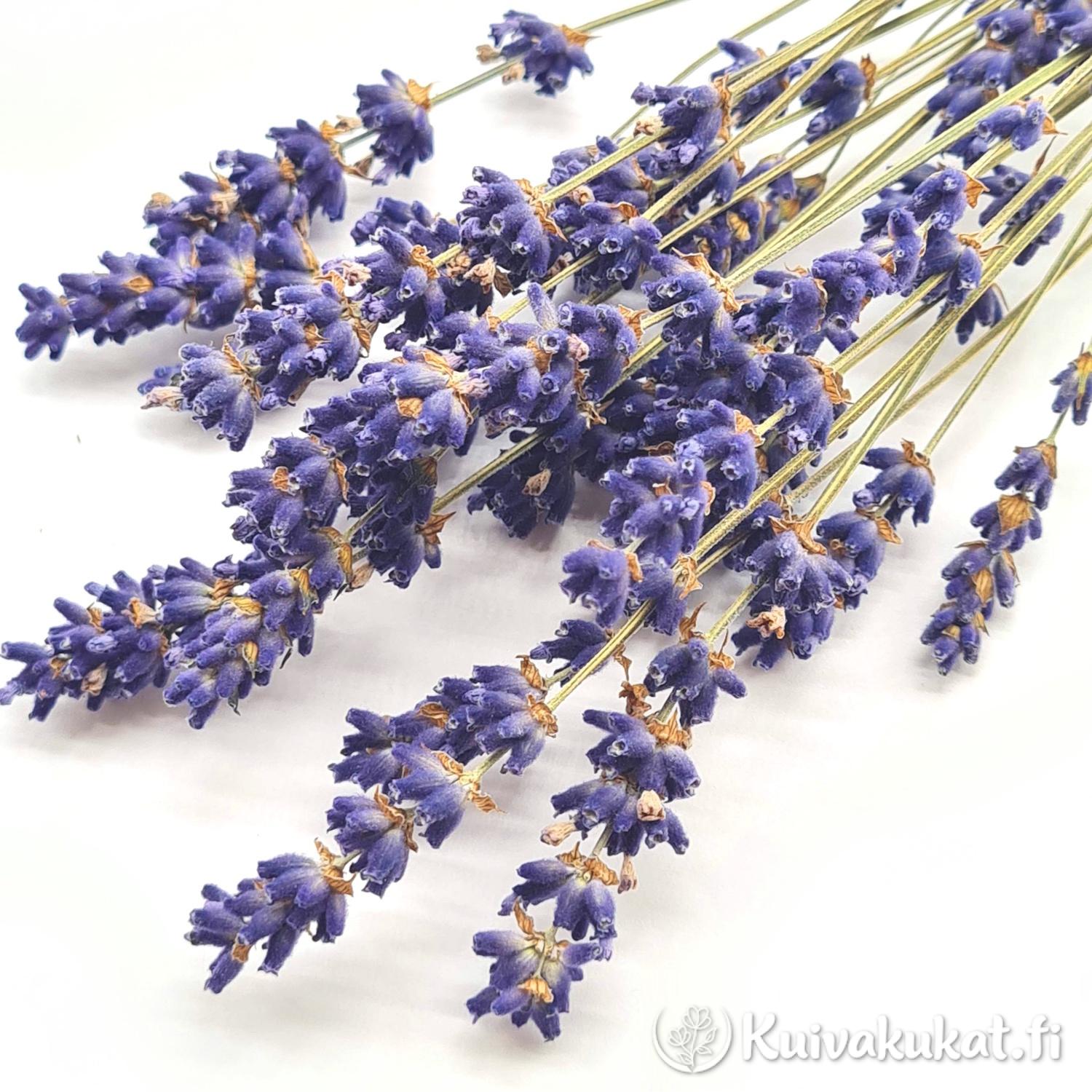 Lähikuva kuivatuista laventelin (Lavandula) kukinnoista, joissa on syvä violetti väri ja yksityiskohtainen rakenne.