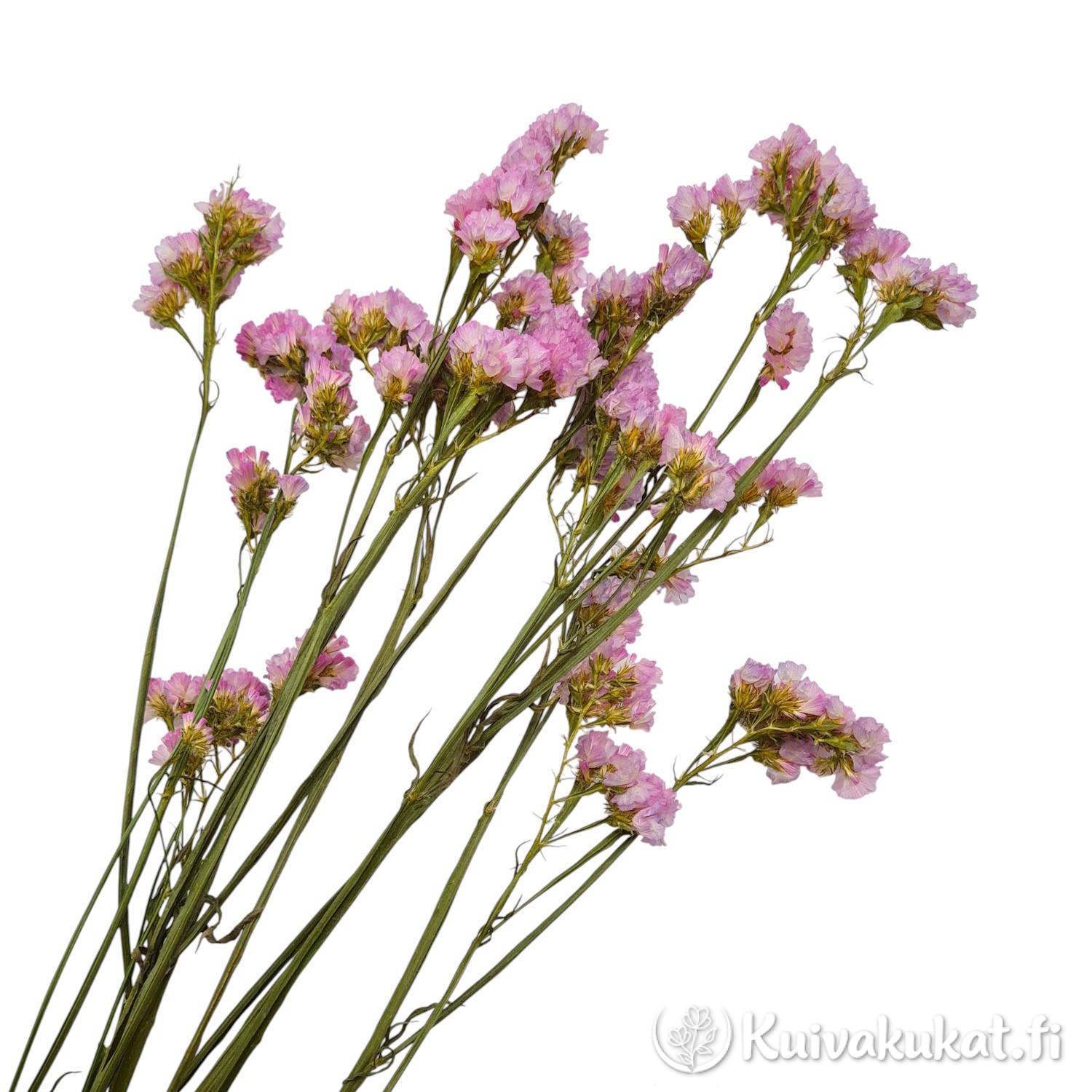 Runsas ja viuhkamainen nippu vaaleanpunaisia Ikiviuhko-kuivakukkia (Limonium sinuatum) valkoisella taustalla.