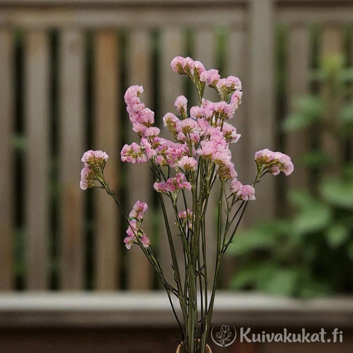 Kimppu vaaleanpunaisia Ikiviuhko-kukkia (Limonium sinuatum), joissa on paperimaiset kukinnot ja vihreät varret.