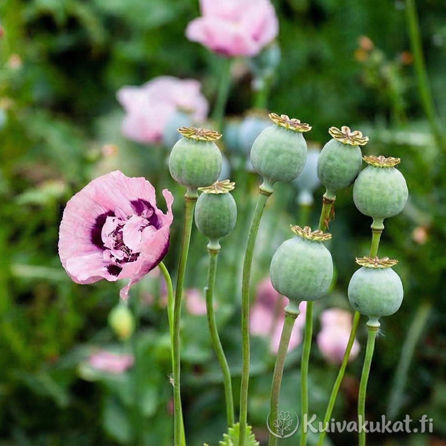 Oopiumunikon (Papaver somniferum) vaaleanpunainen kukka ja vihreitä siemenkotia puutarhassa.