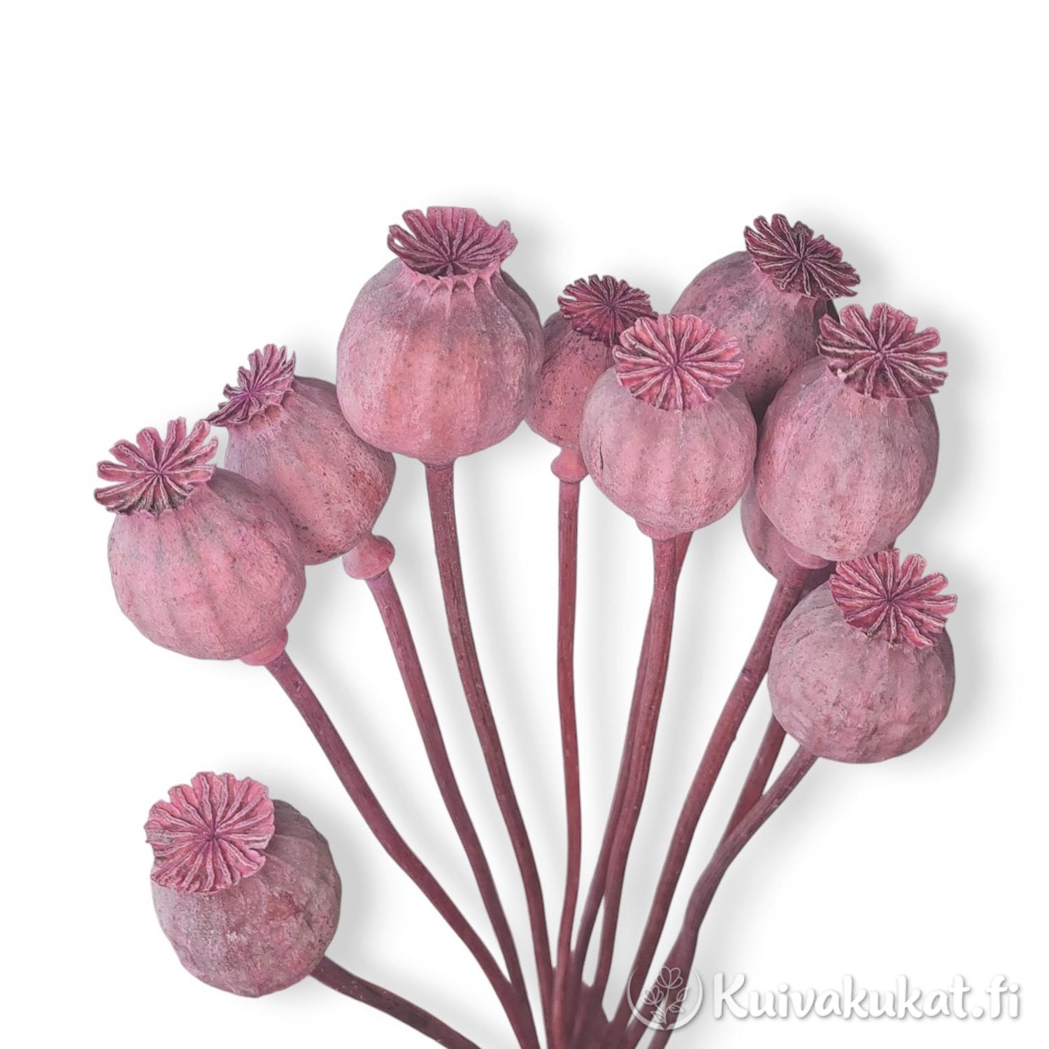 Lähikuva rauhallisen vaaleanpunaisiksi värjätyistä unikonkodista (Papaver) valkoisella taustalla.