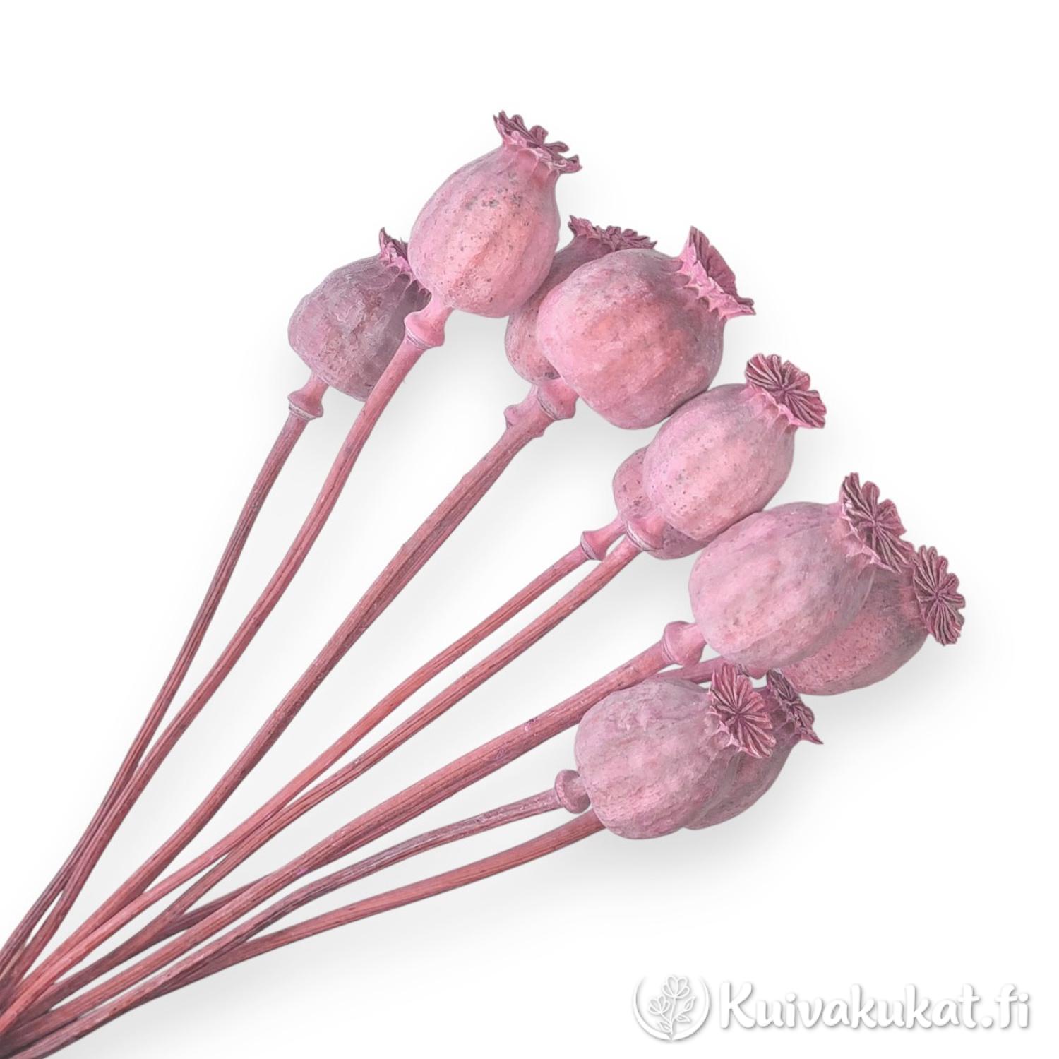 Lähikuva nipusta rauhallisen vaaleanpunaisia unikonkotia (Papaver) valkoisella taustalla.