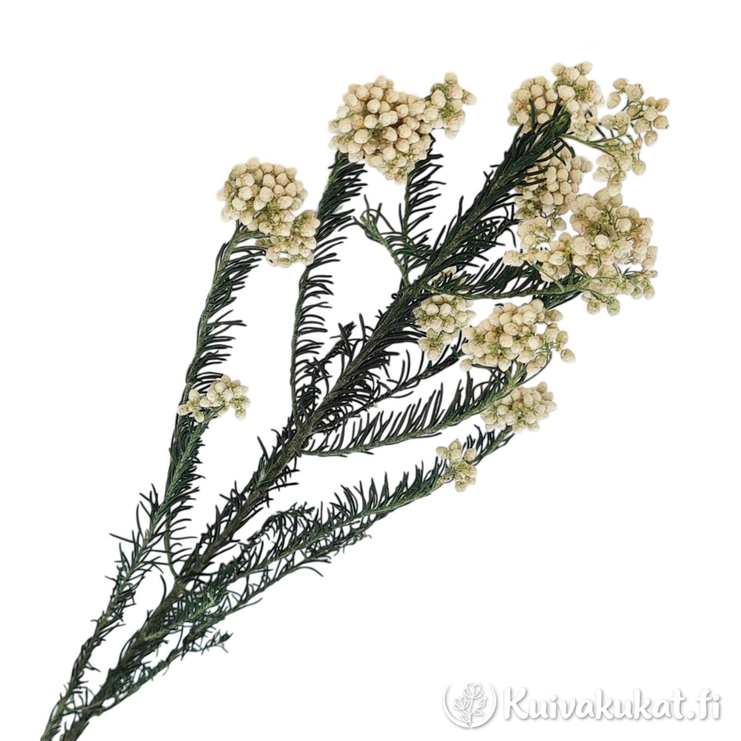 Stabiloitu valkoinen riisikukan (Ozothamnus diosmifolius) oksa valkoisella taustalla.