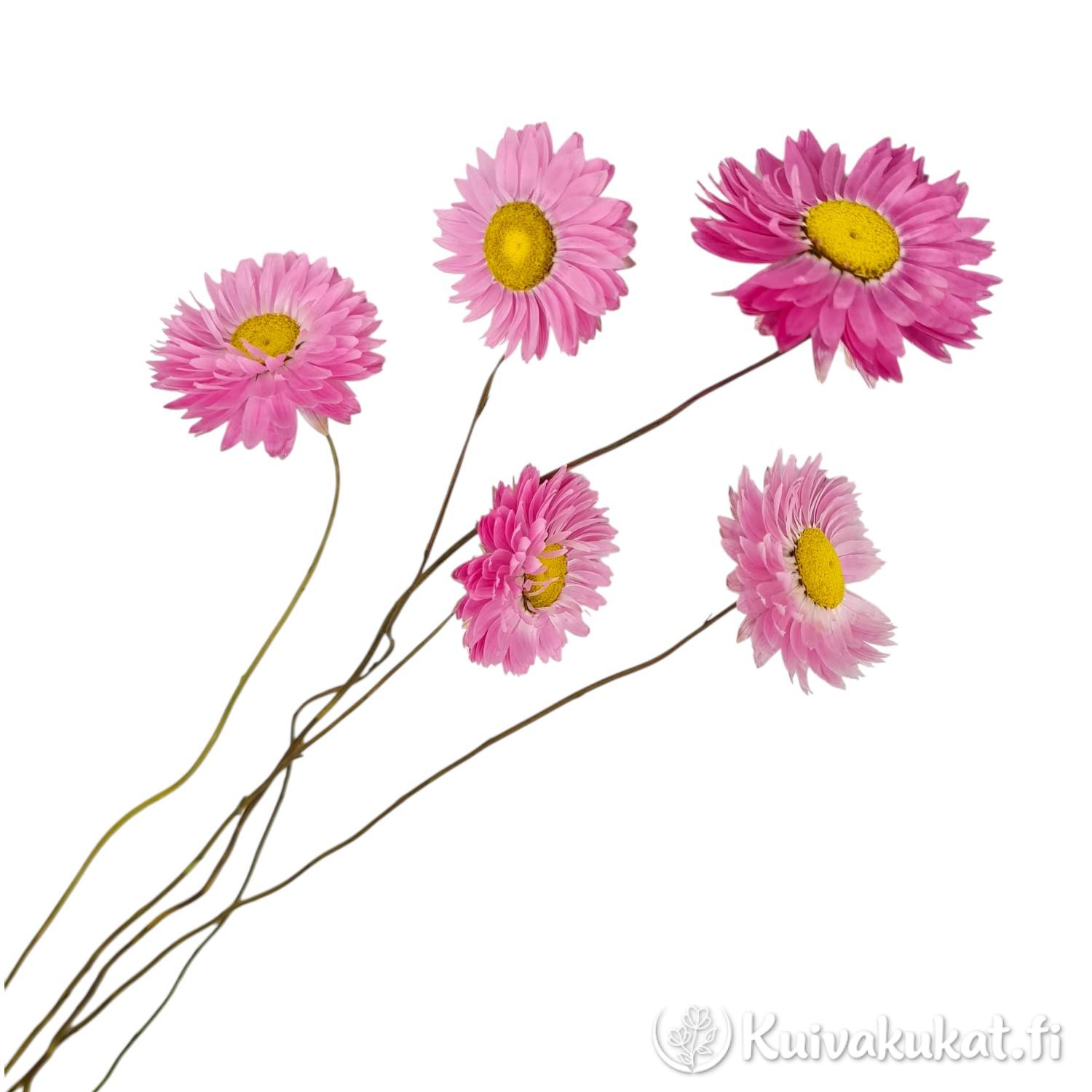 Viisi kuivattua vaaleanpunaista rusoikikukkaa valkoisella taustalla