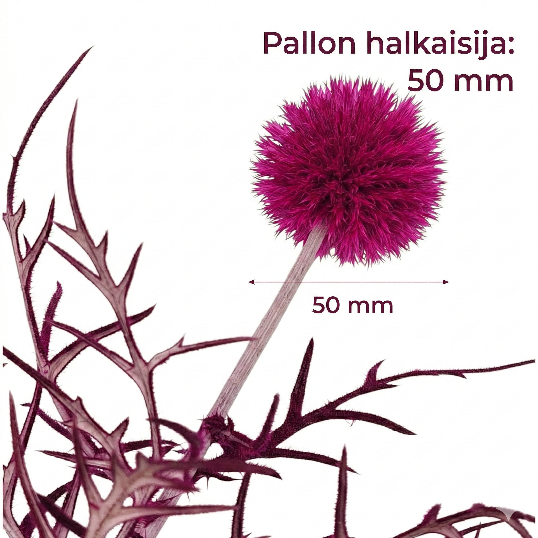 Lähikuva stabiloidusta tumman pinkistä sinipallo-ohdakkeesta valkoisella taustalla, kuvassa mittatieto pallon halkaisija 50 mm.